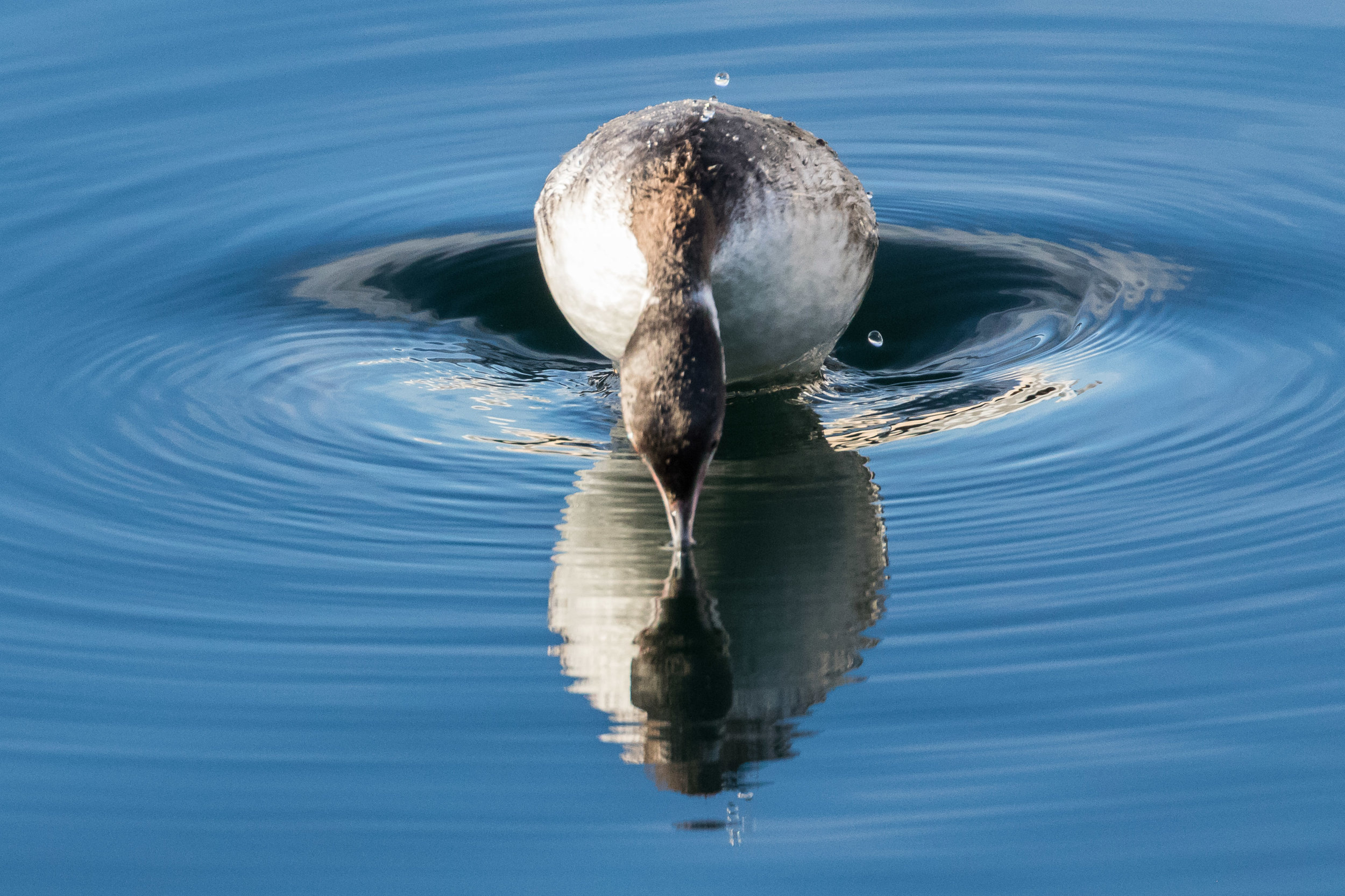 Horned Grebe.  Edmonds, WA