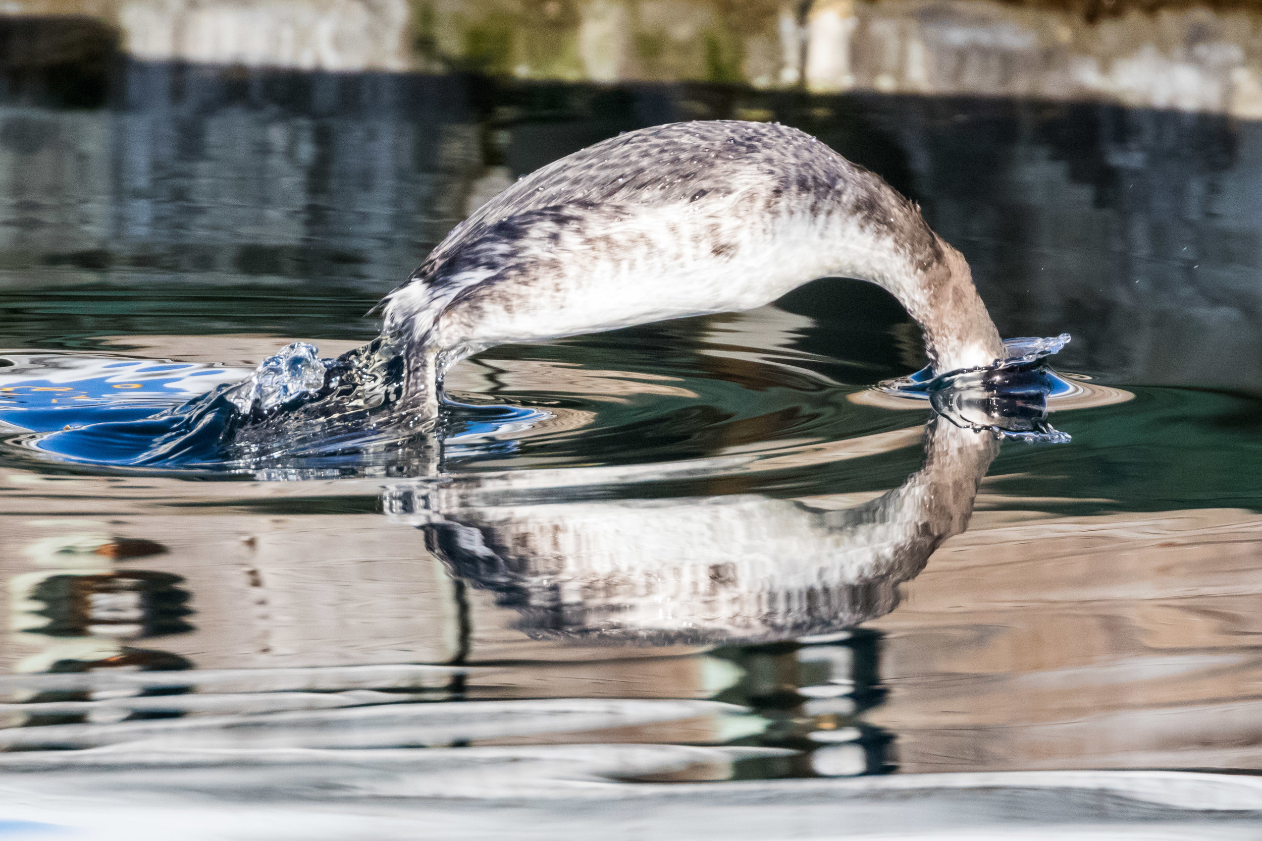 Grebe