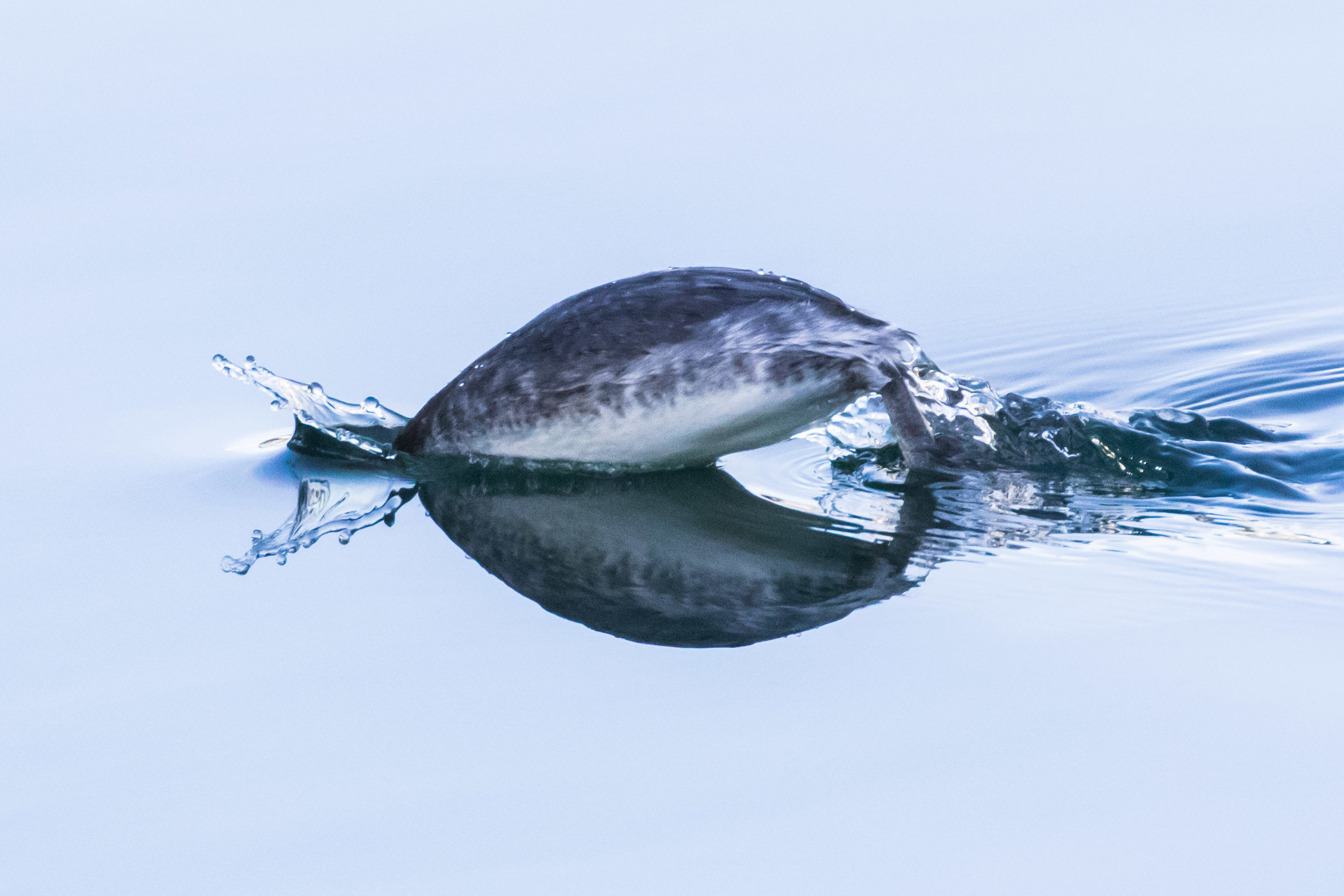  The water was dead calm as this grebe dove. 