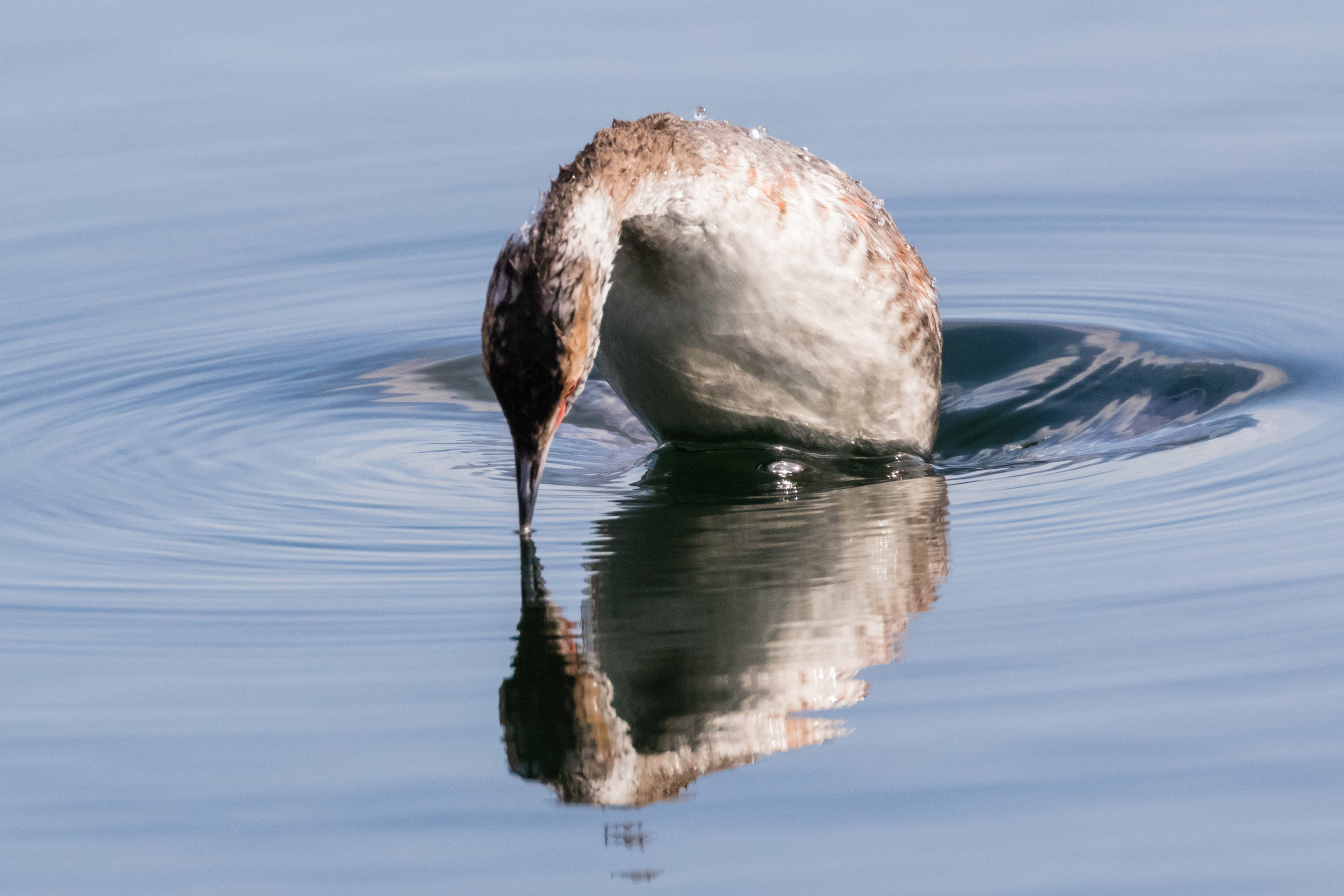 Kissing the Water