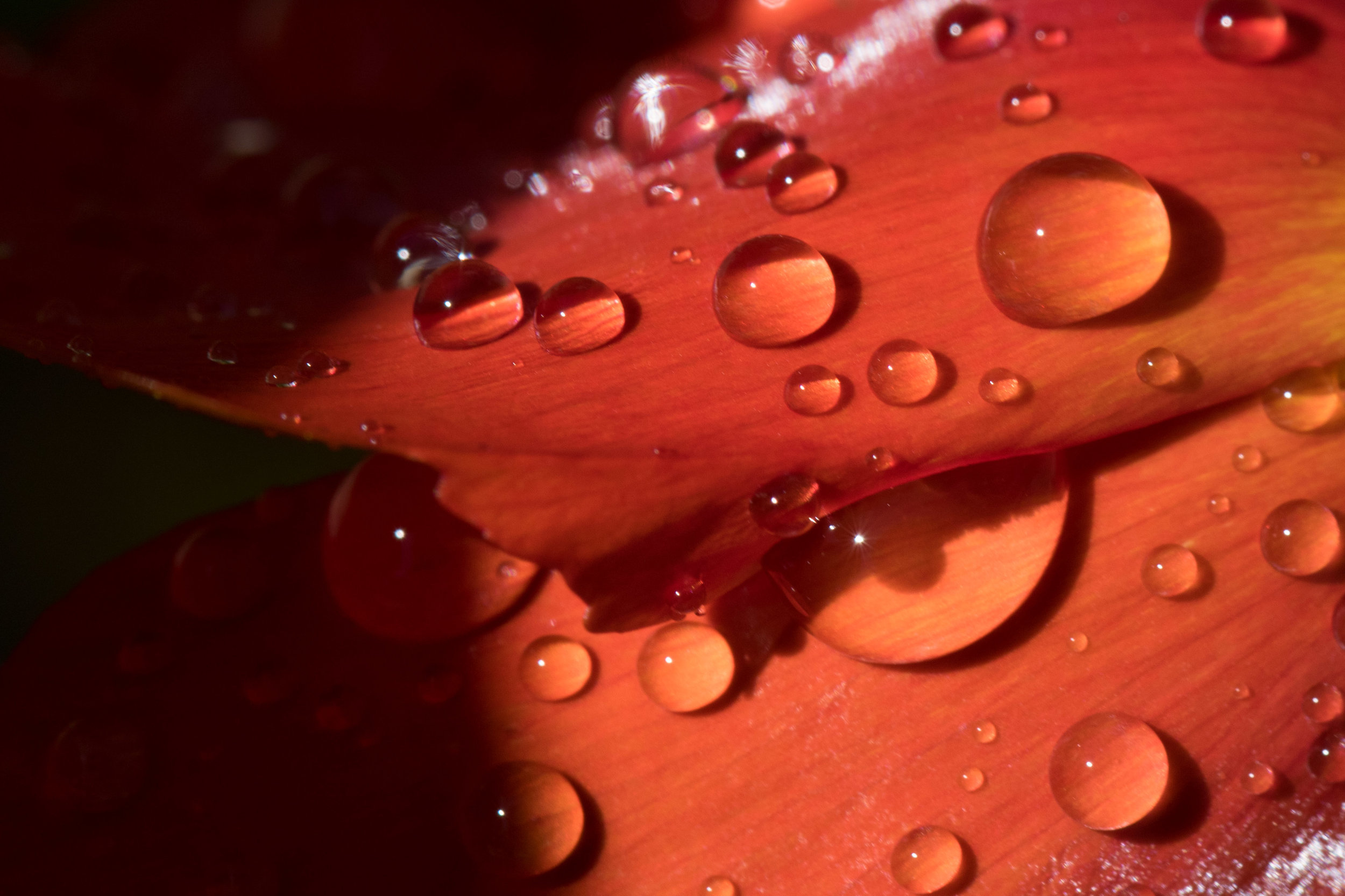 California Poppy