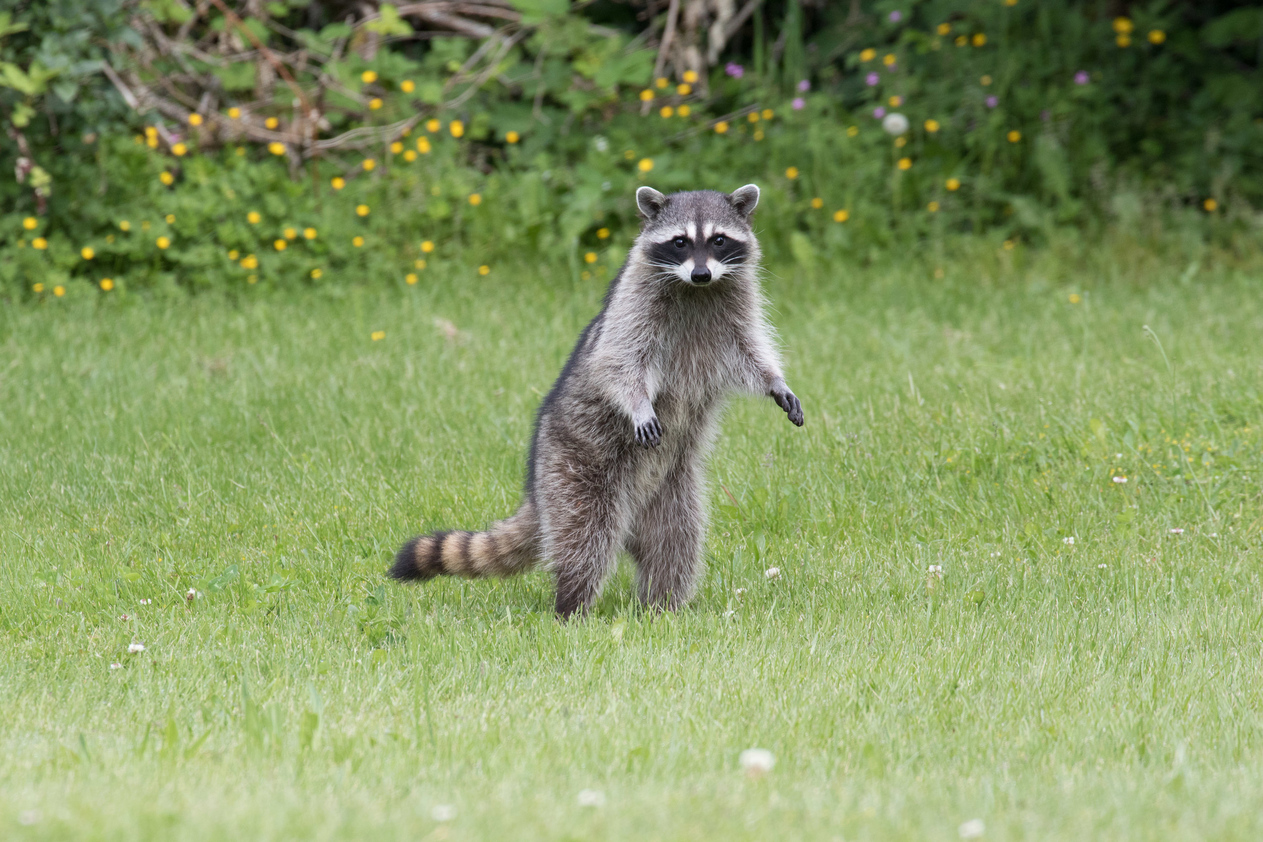 Racoon.  Edmonds WA