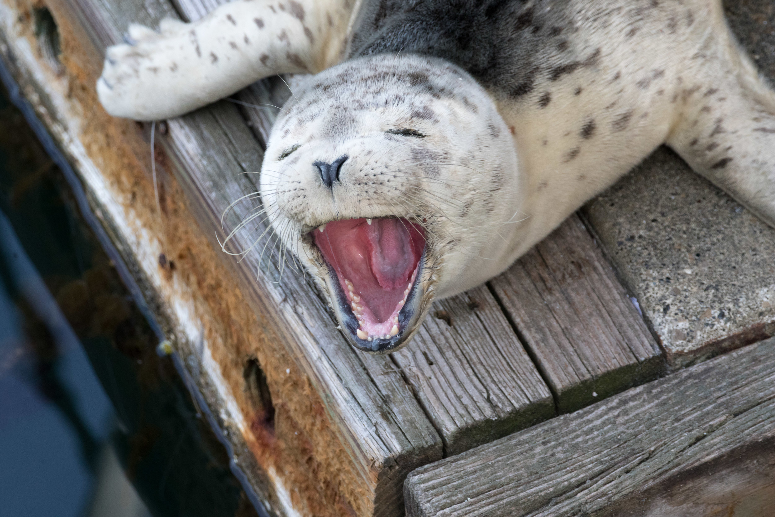 Harbor Seal Pup On Warm Dock.  Edmonds
