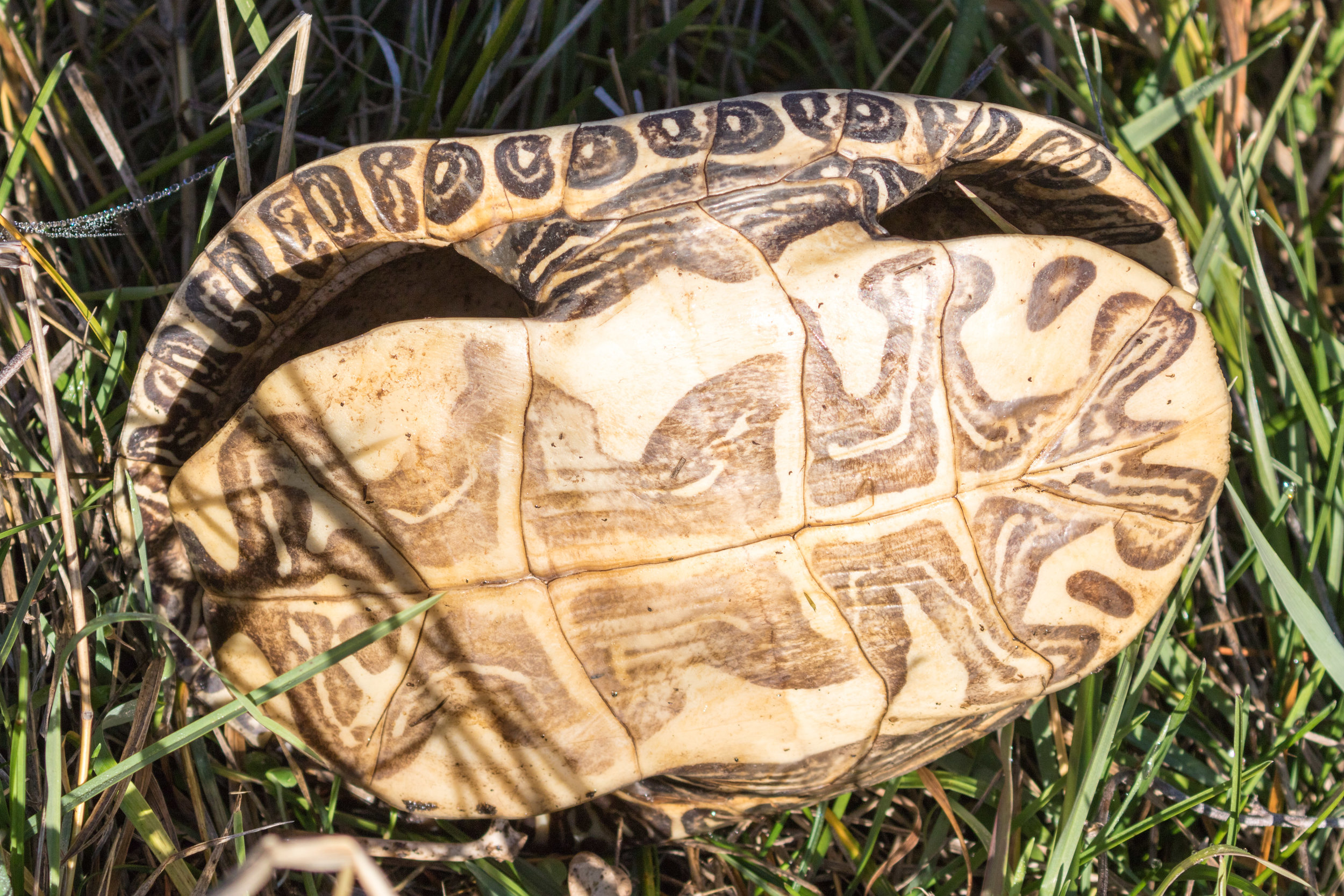 Empty Painted Turtle Shell.  Spokane, WA