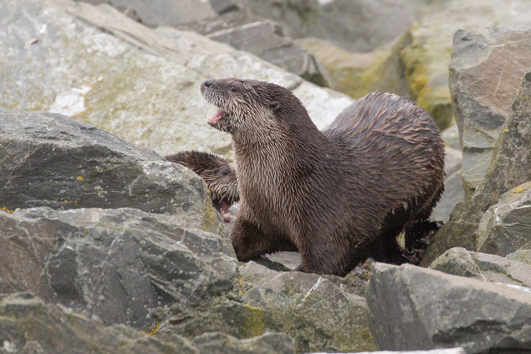 River Otters.  Edmonds Waterfront