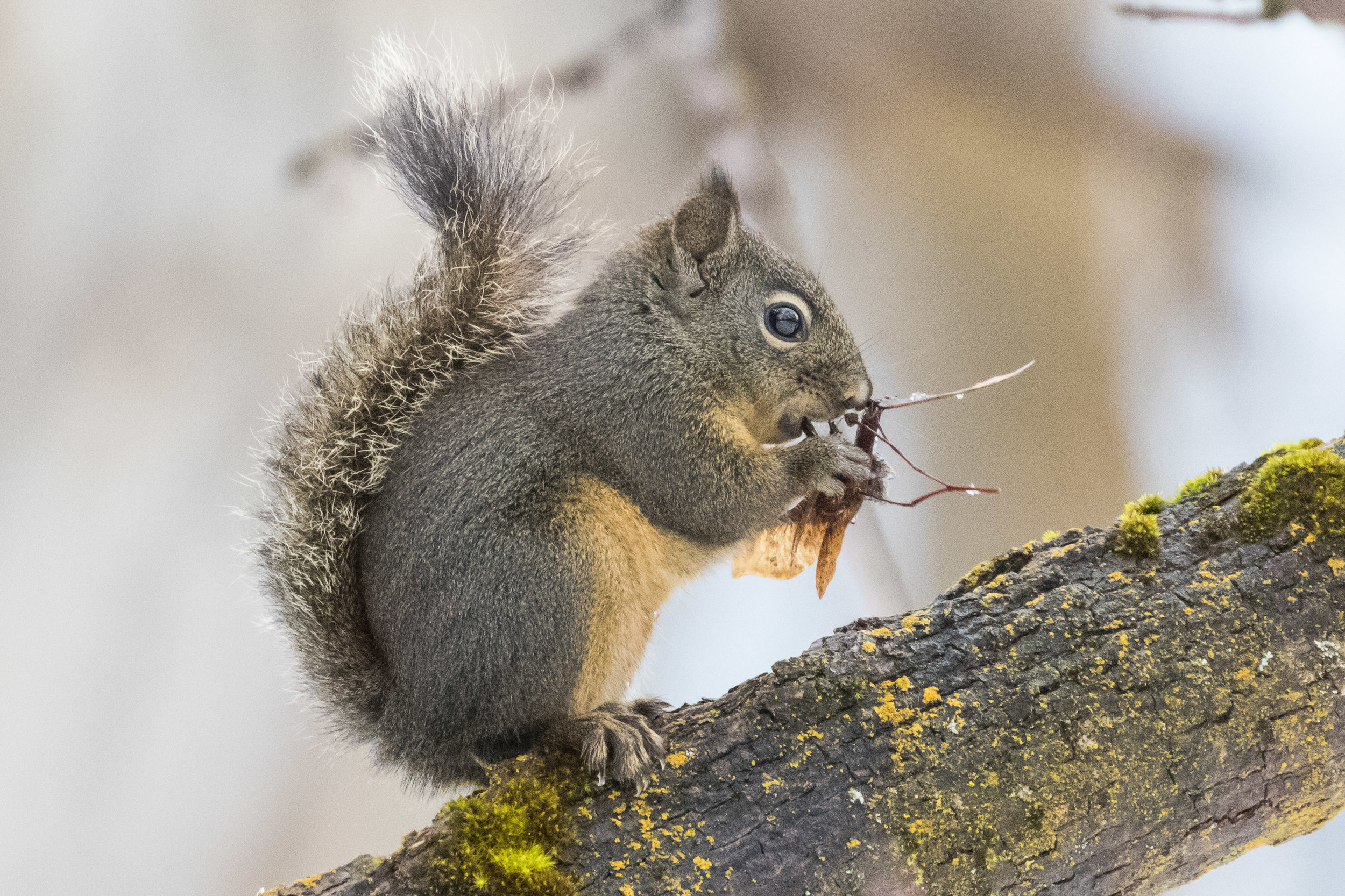 Douglas Squirrel.  Leavenworth, WA