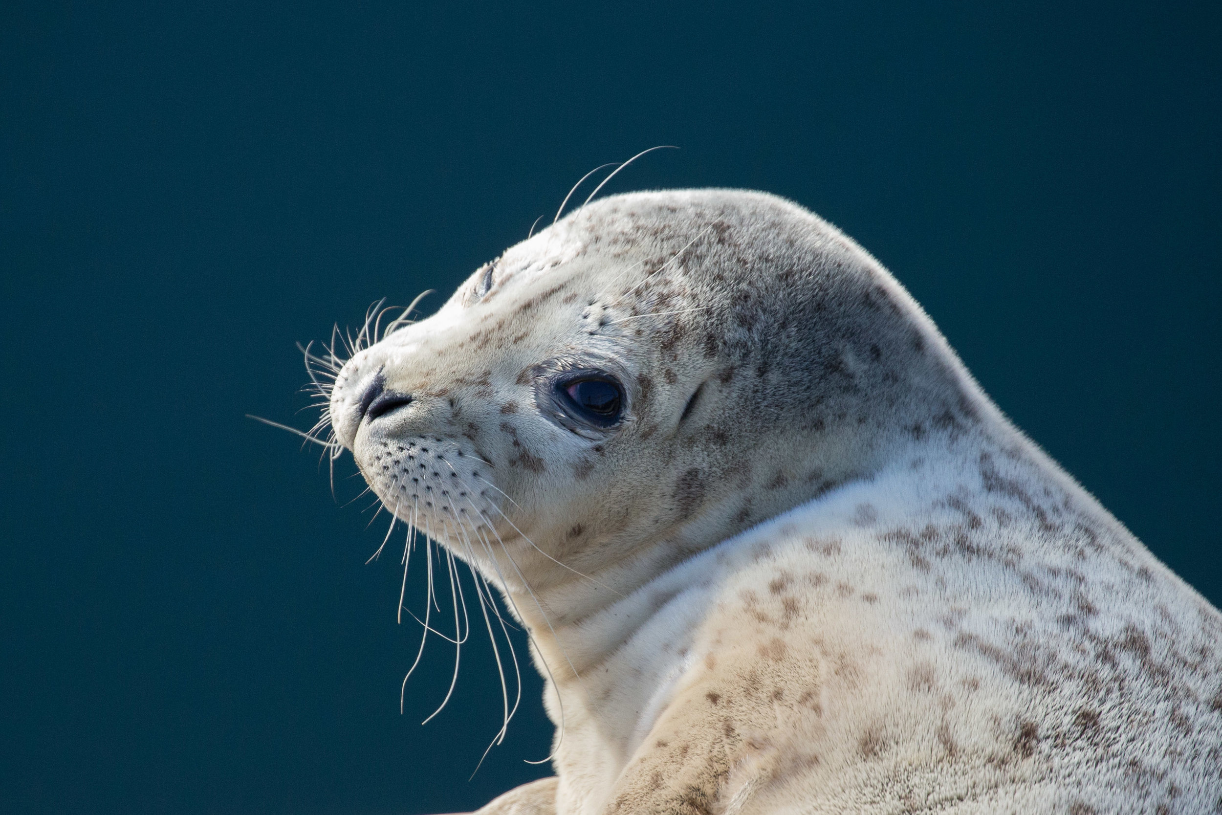 Harbor Seal Pup.  Edmonds, WA