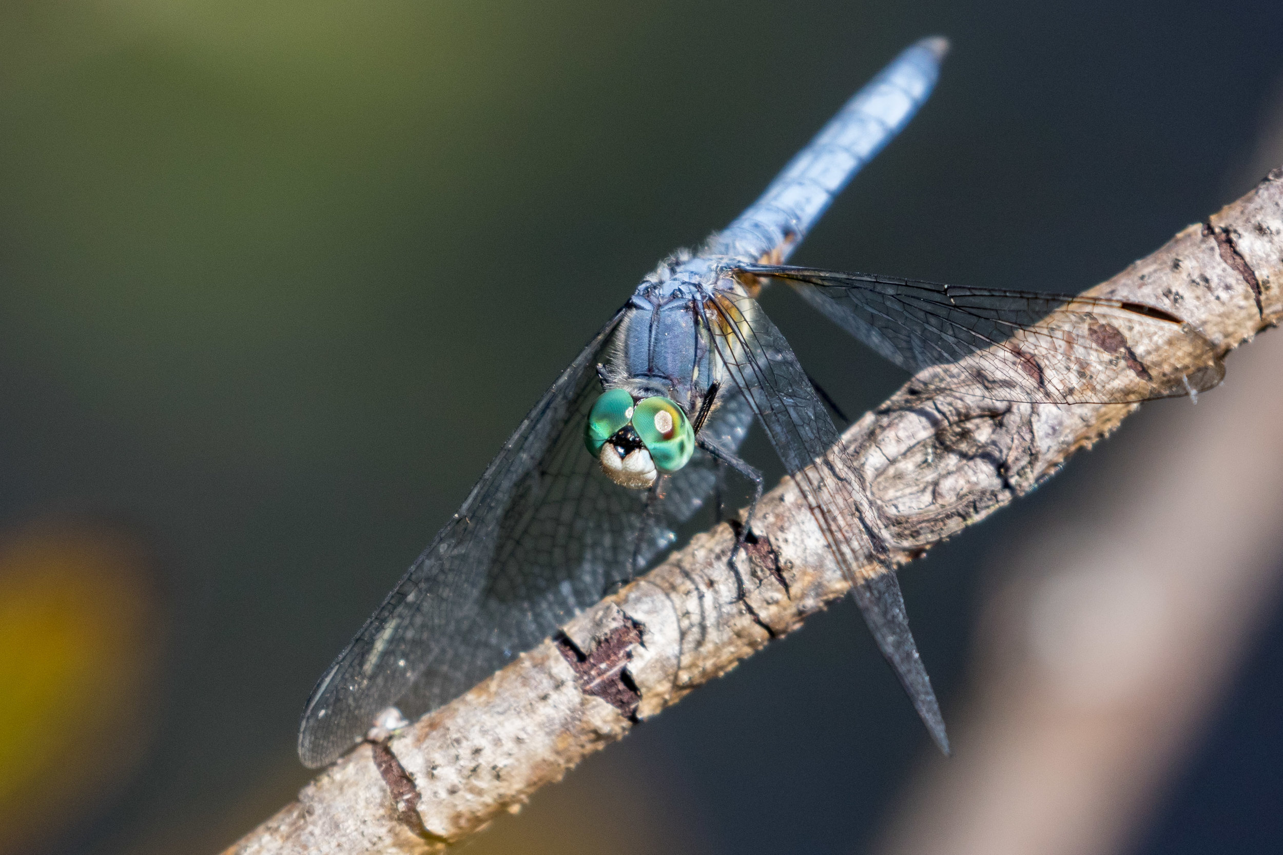 Migrant Hawker Dragonfly