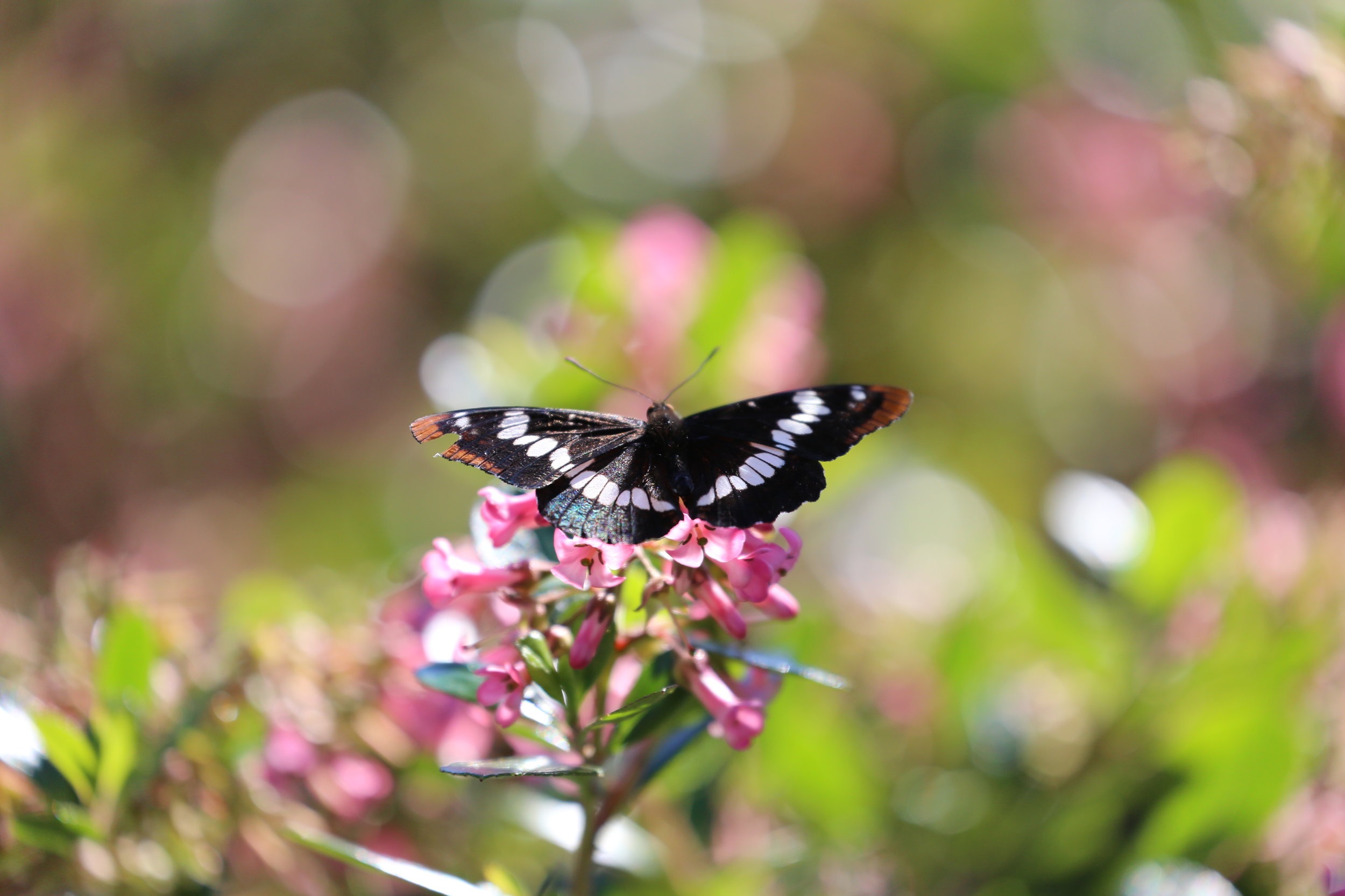 Lorquin Admiral Butterfly.  Edmonds, WA