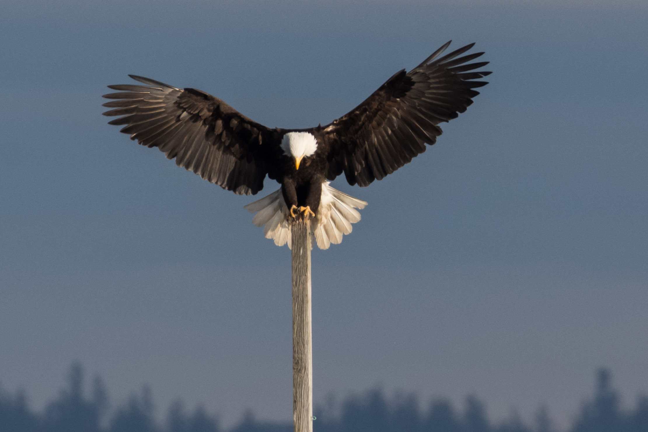 Bald Eagle on post at Edmonds waterfront