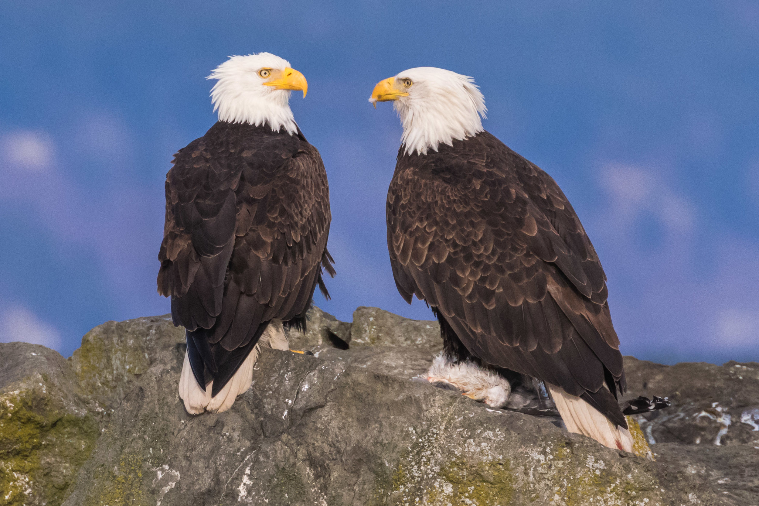 Eagle pair, Edmonds 