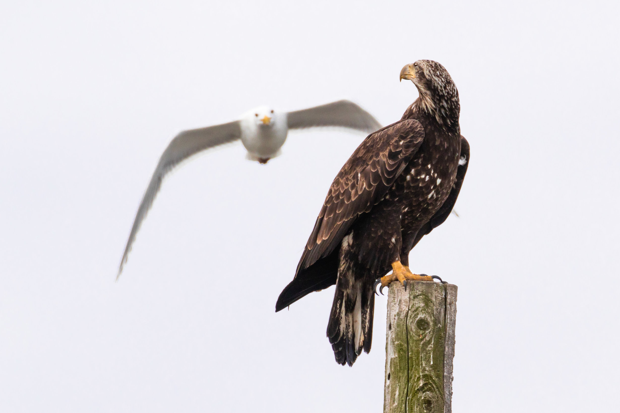 Juvenile Bald Eagle and Gull