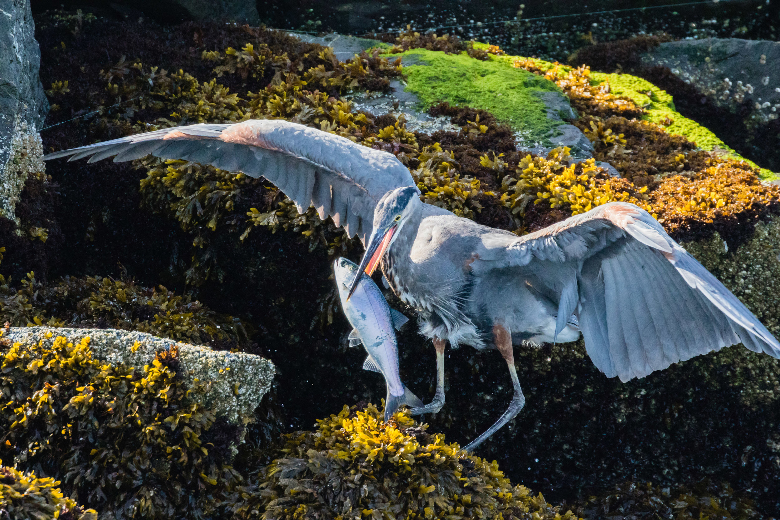 Great Blue Heron with Chinook Salmon, Edmonds