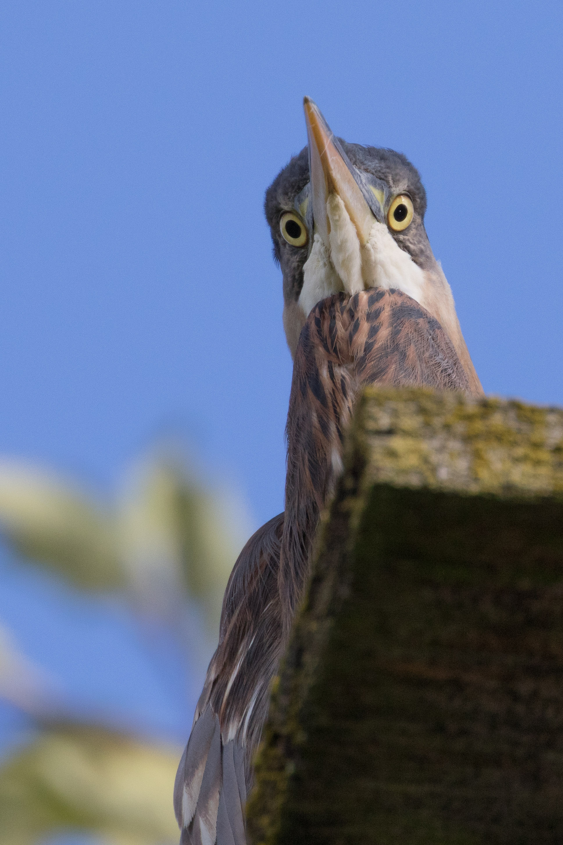 Heron, Edmonds