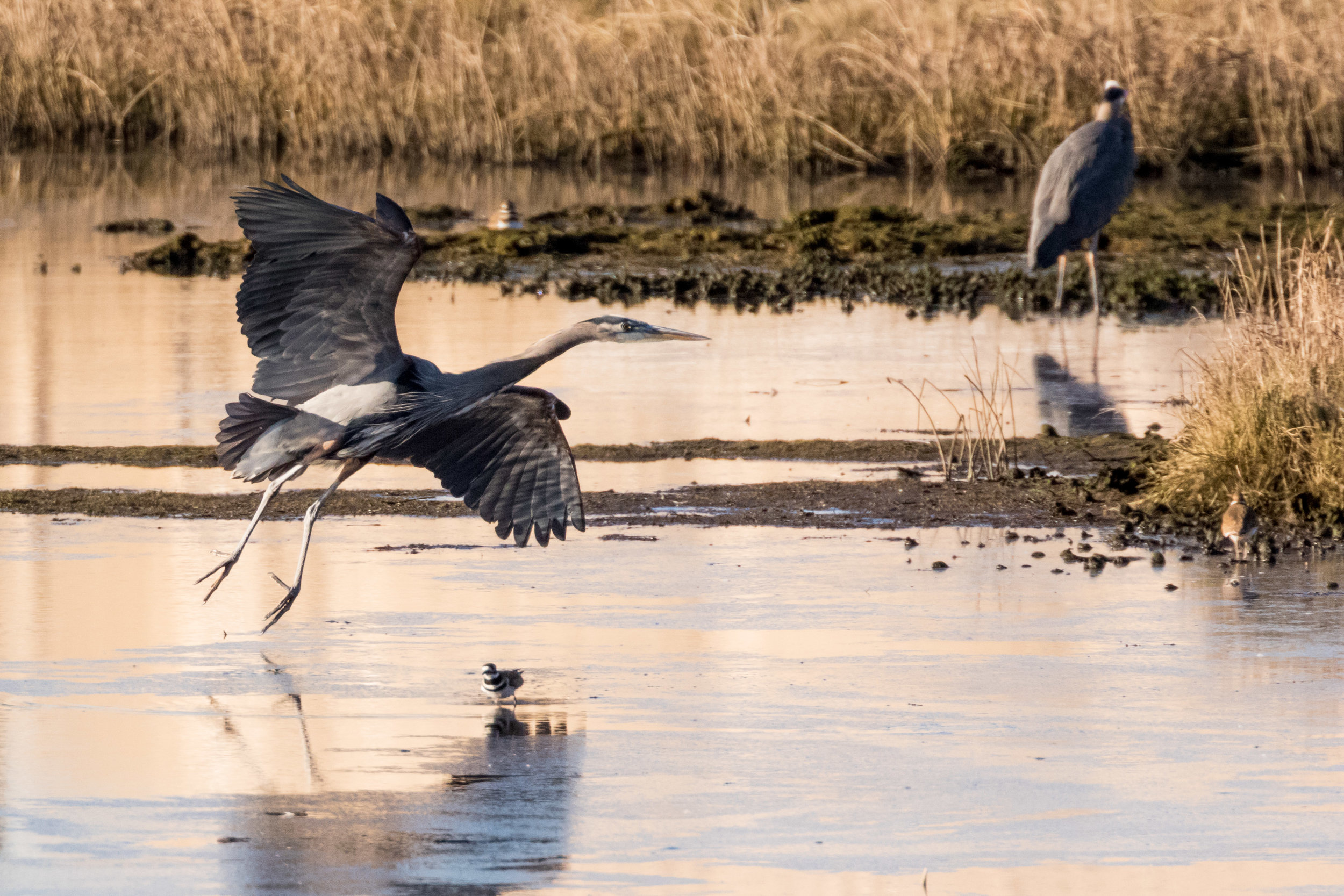 Heron, Edmonds marsh