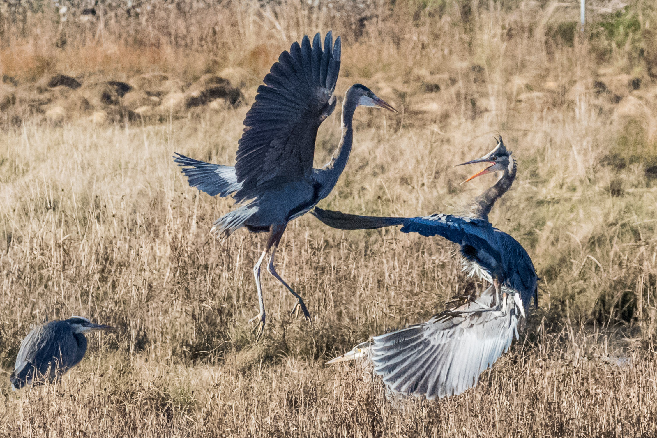 Blue Herons, Edmonds marsh