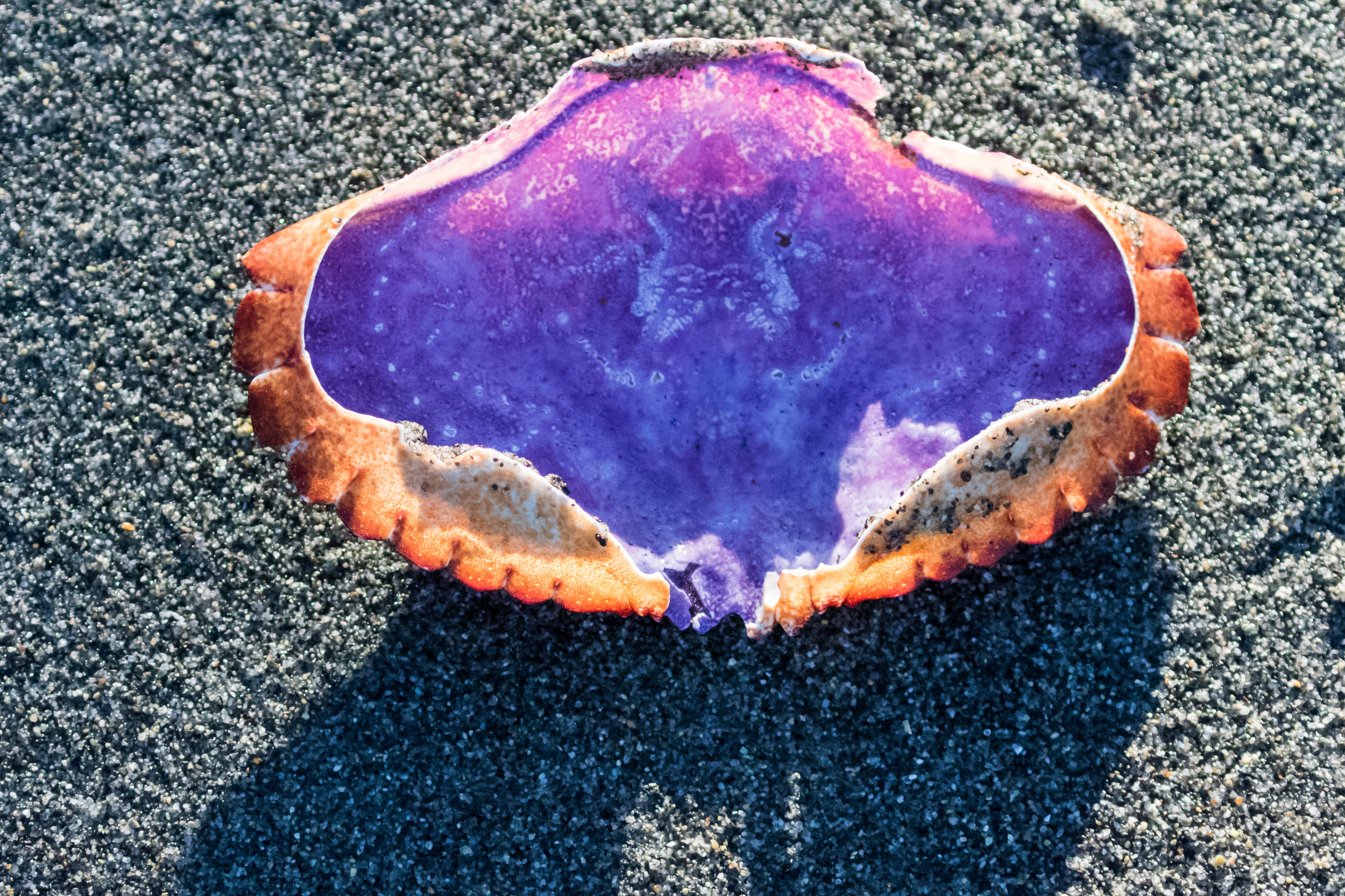 Crab Shell on Beach.  Edmonds, WA