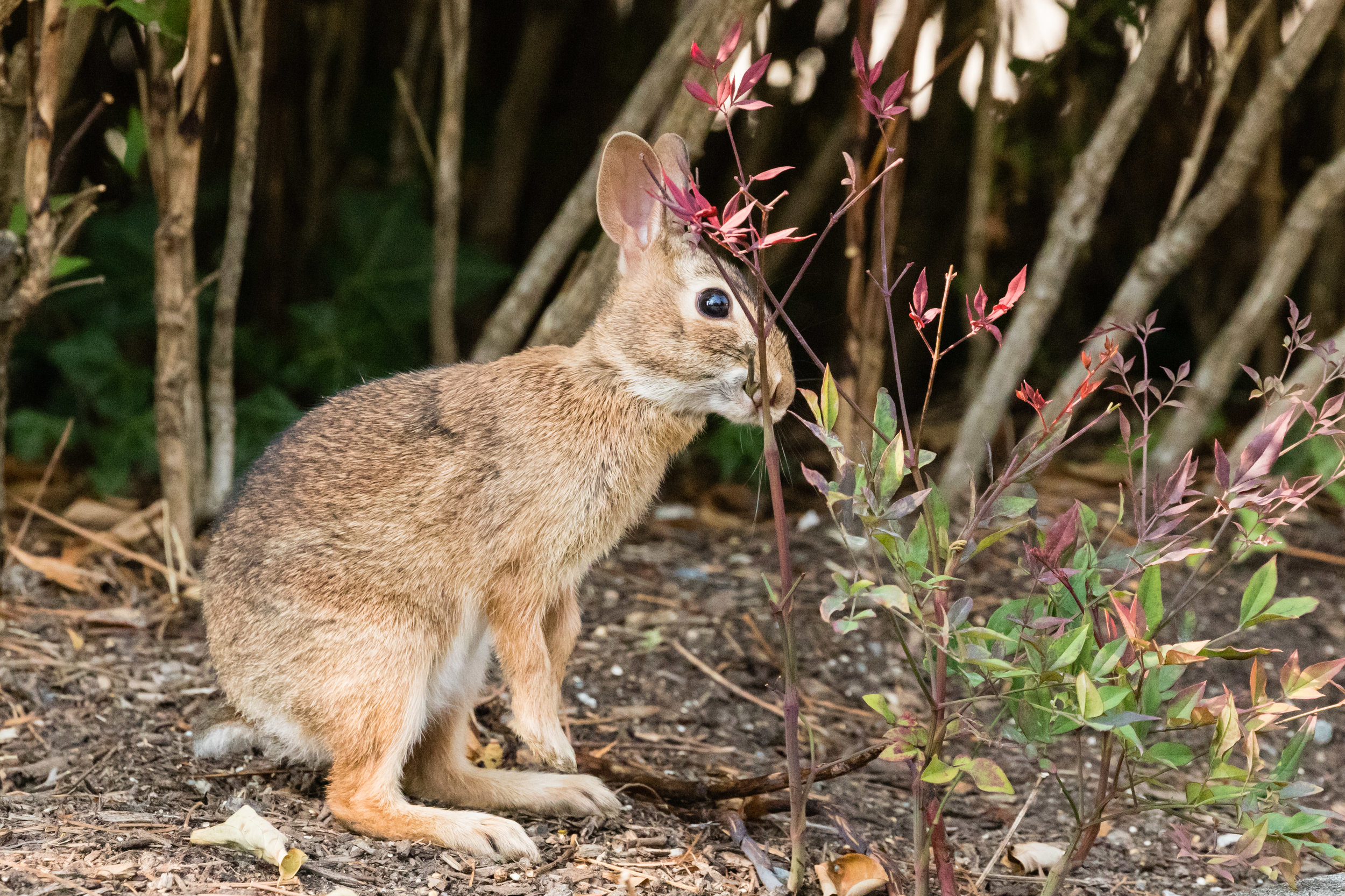 White Tailed Rabbit