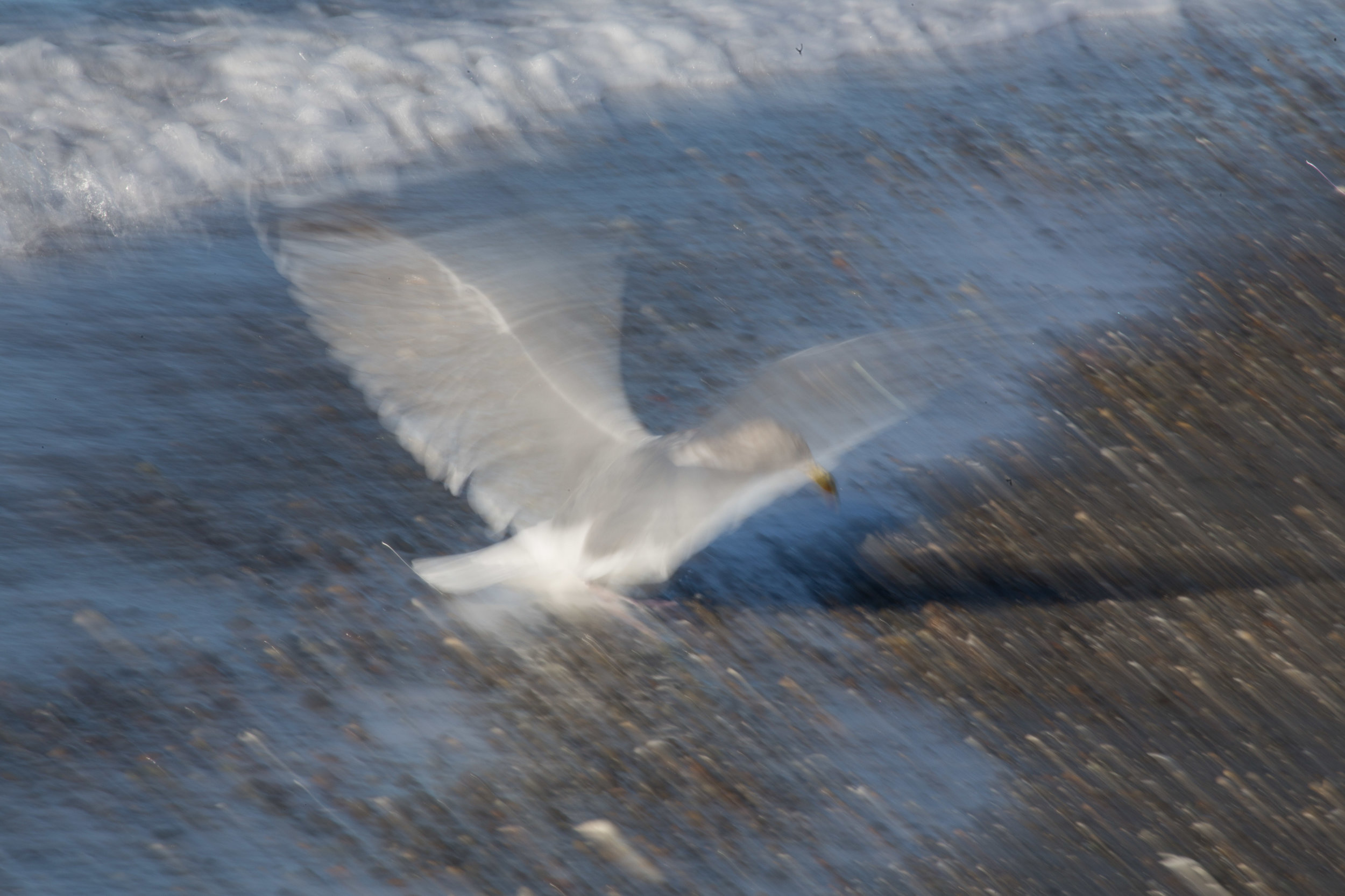 Gull Landing on Beach