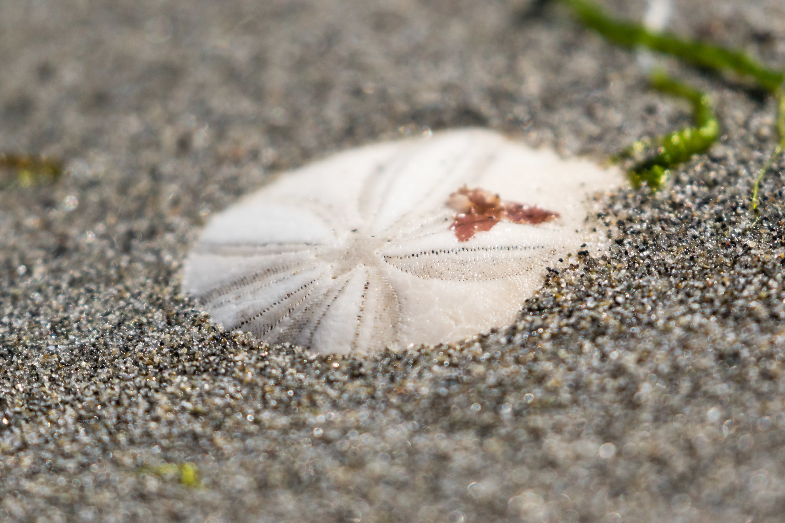 Sanddollar on Beach