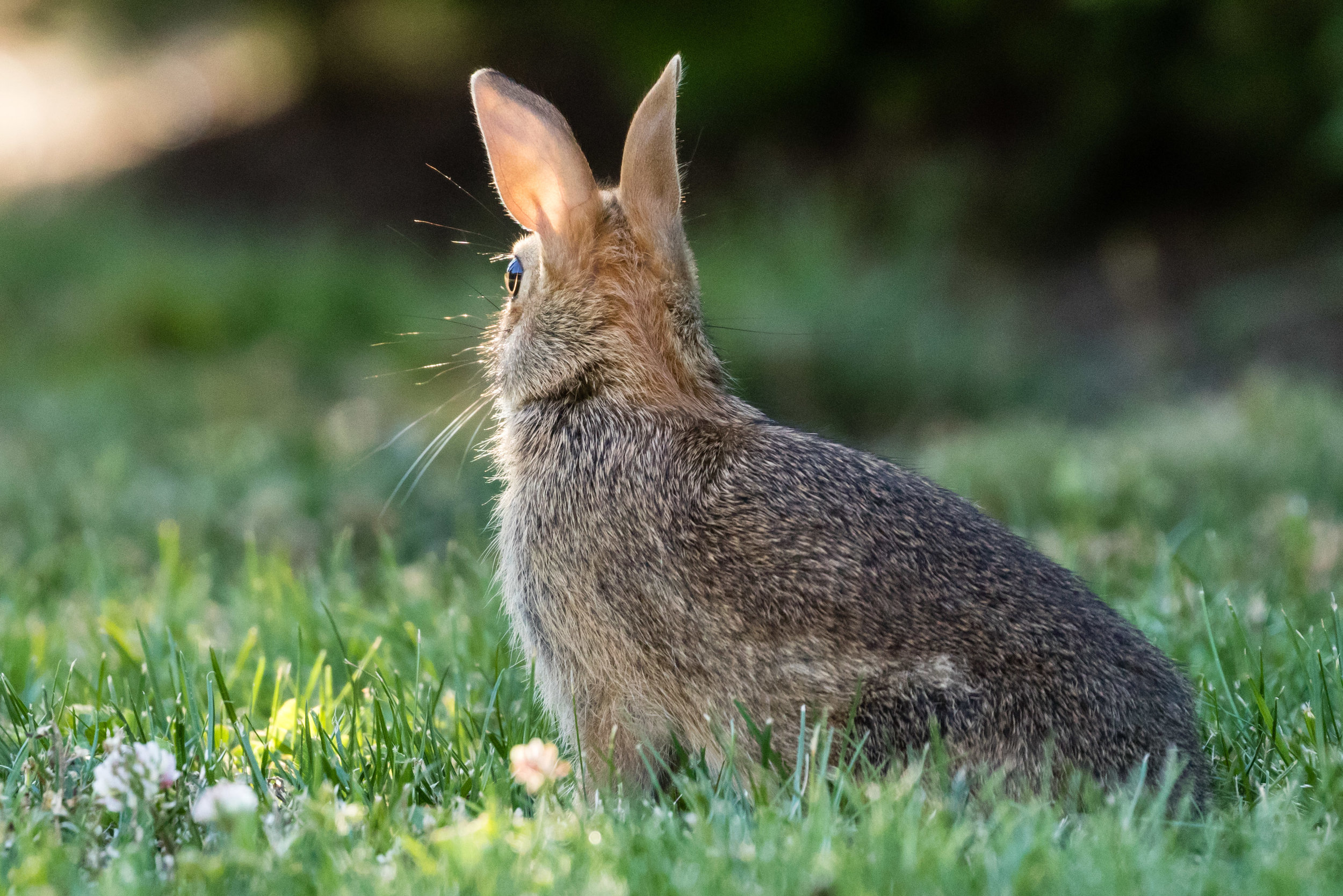 White Tailed Rabbit