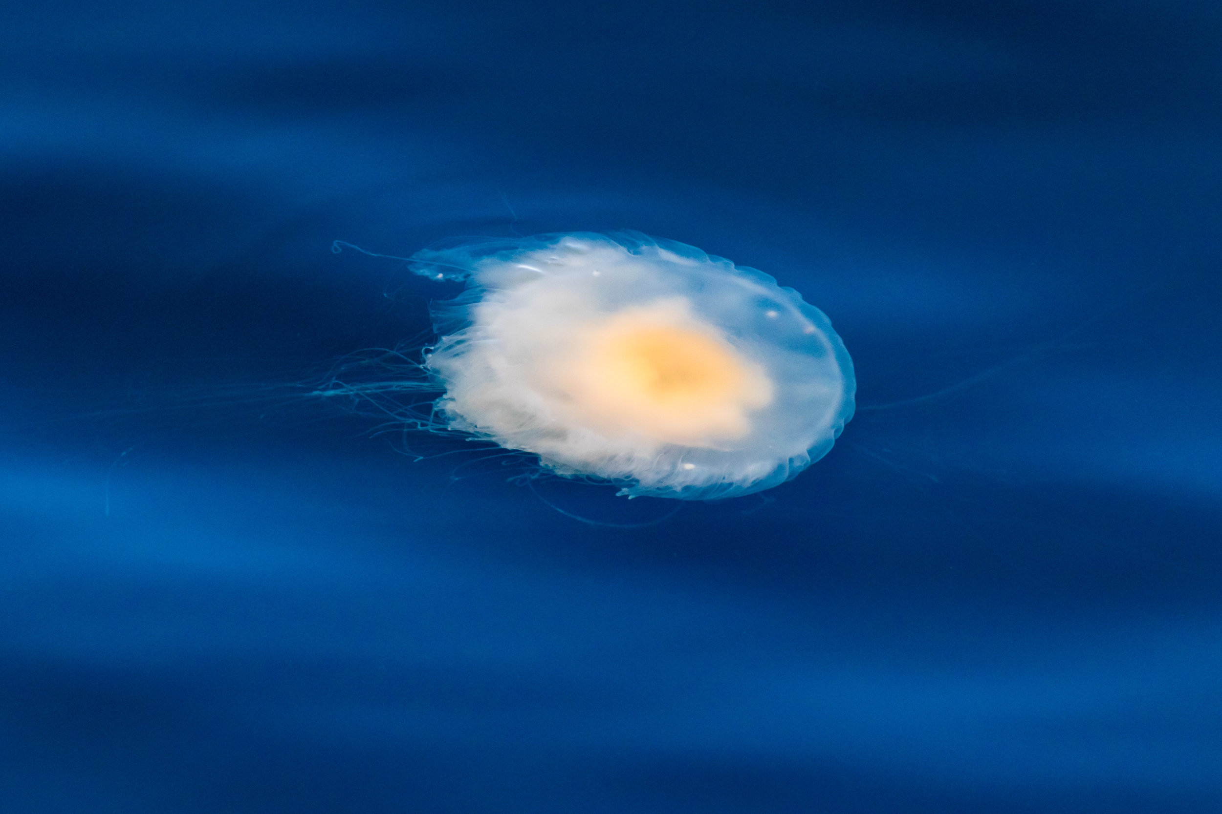 Jellyfish.  Puget Sound, Edmonds