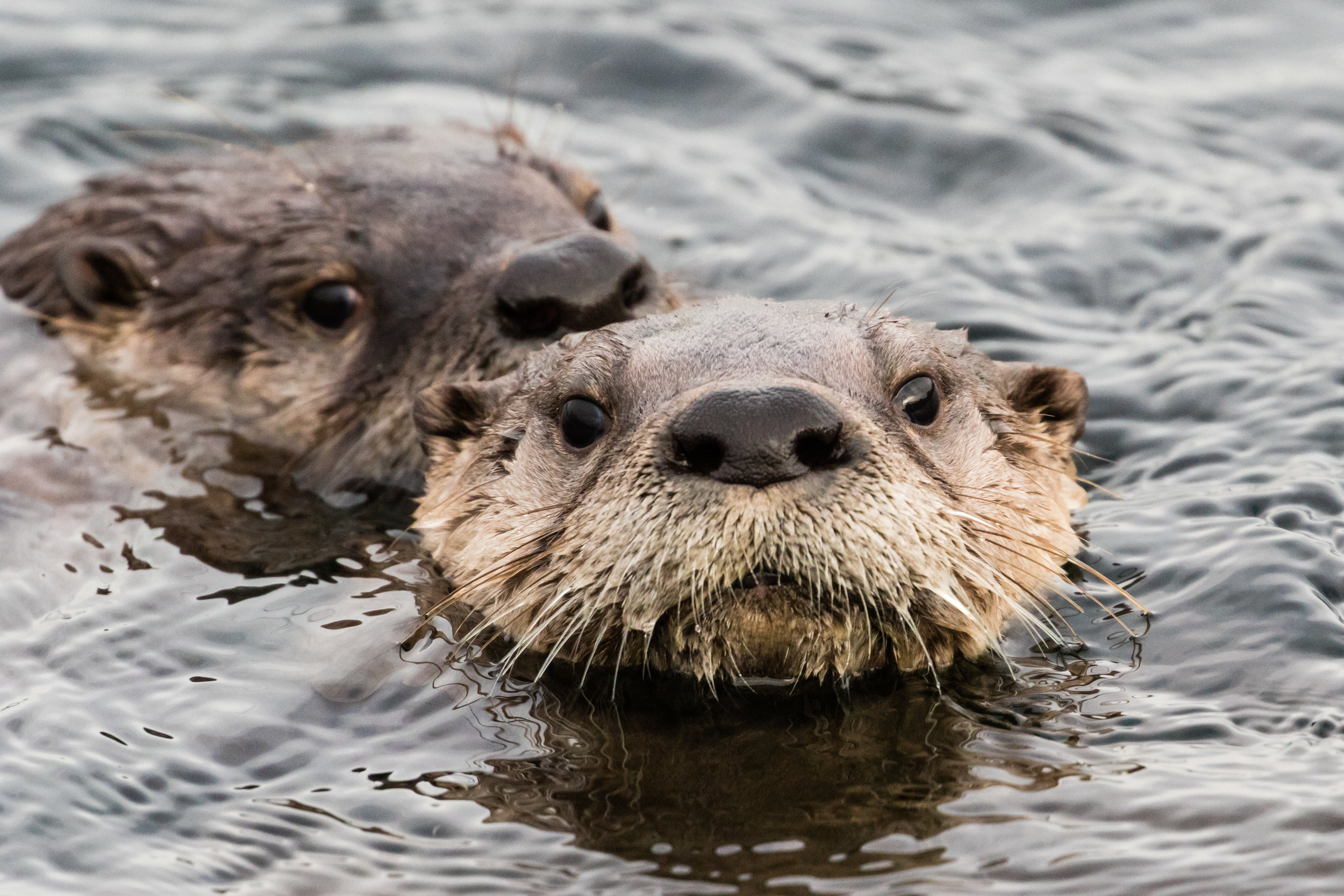 River Otter.  Lake Washington