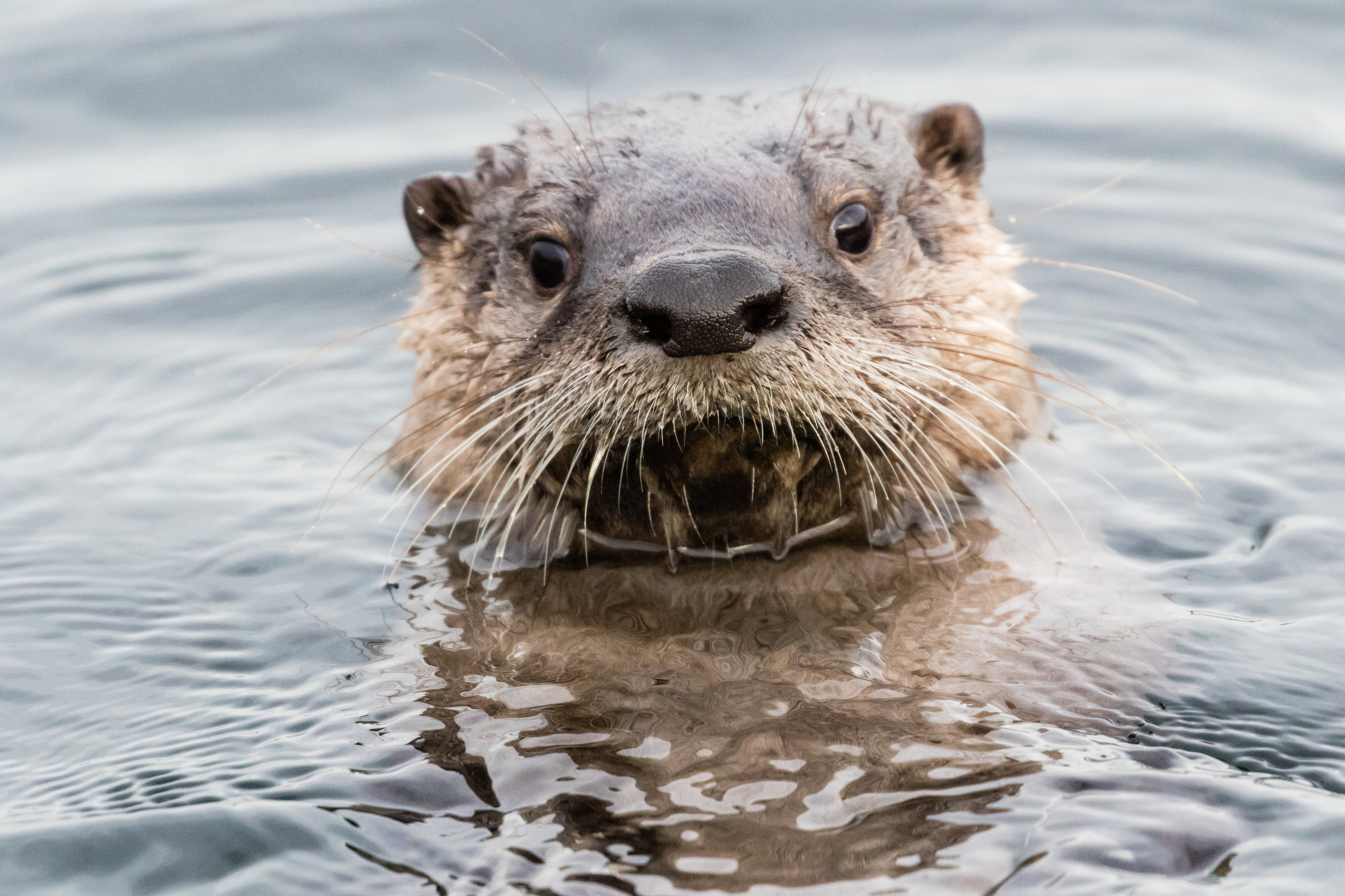 River Otter.  Lk Washington, Seattle