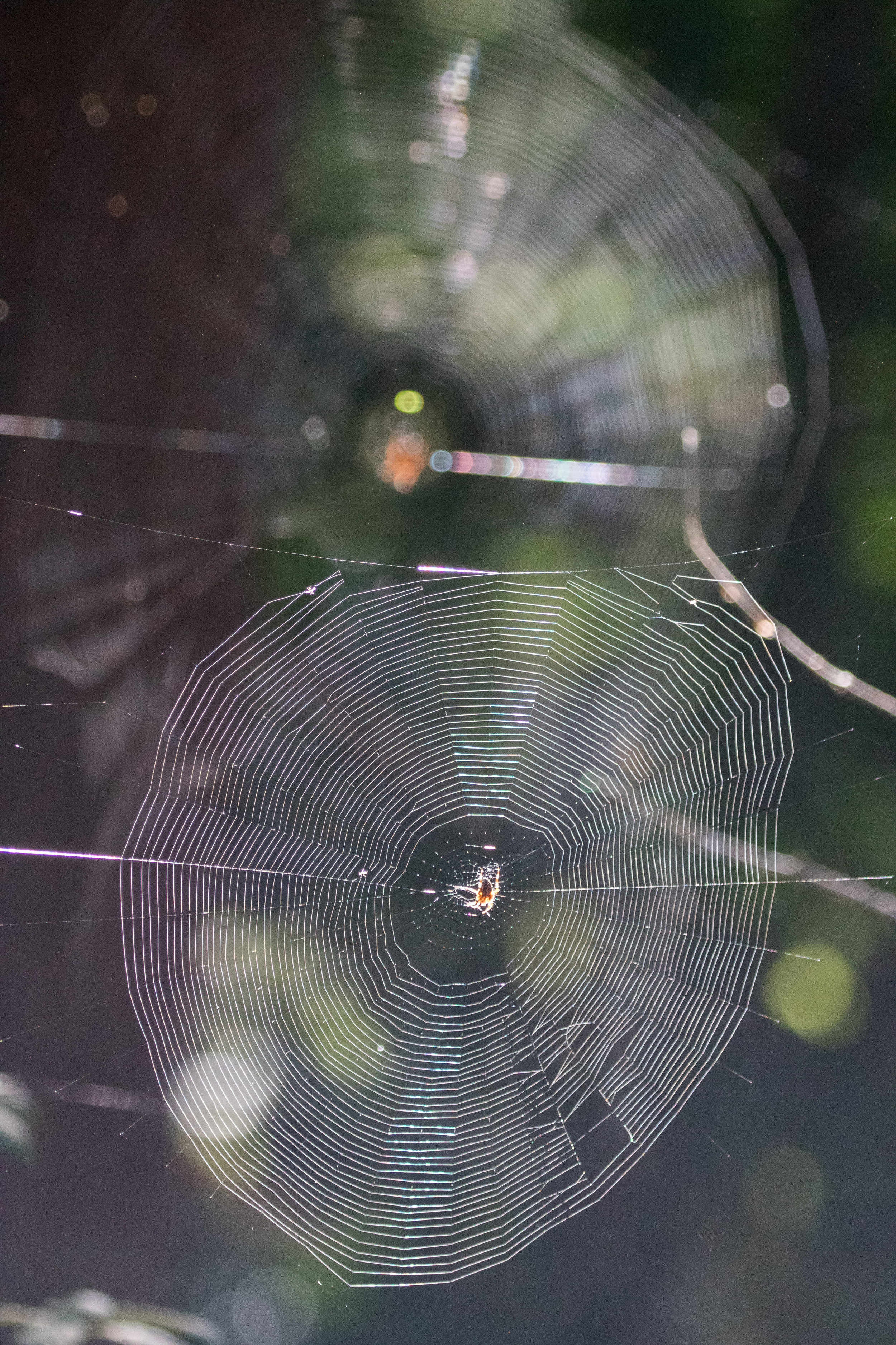 Spider Webs