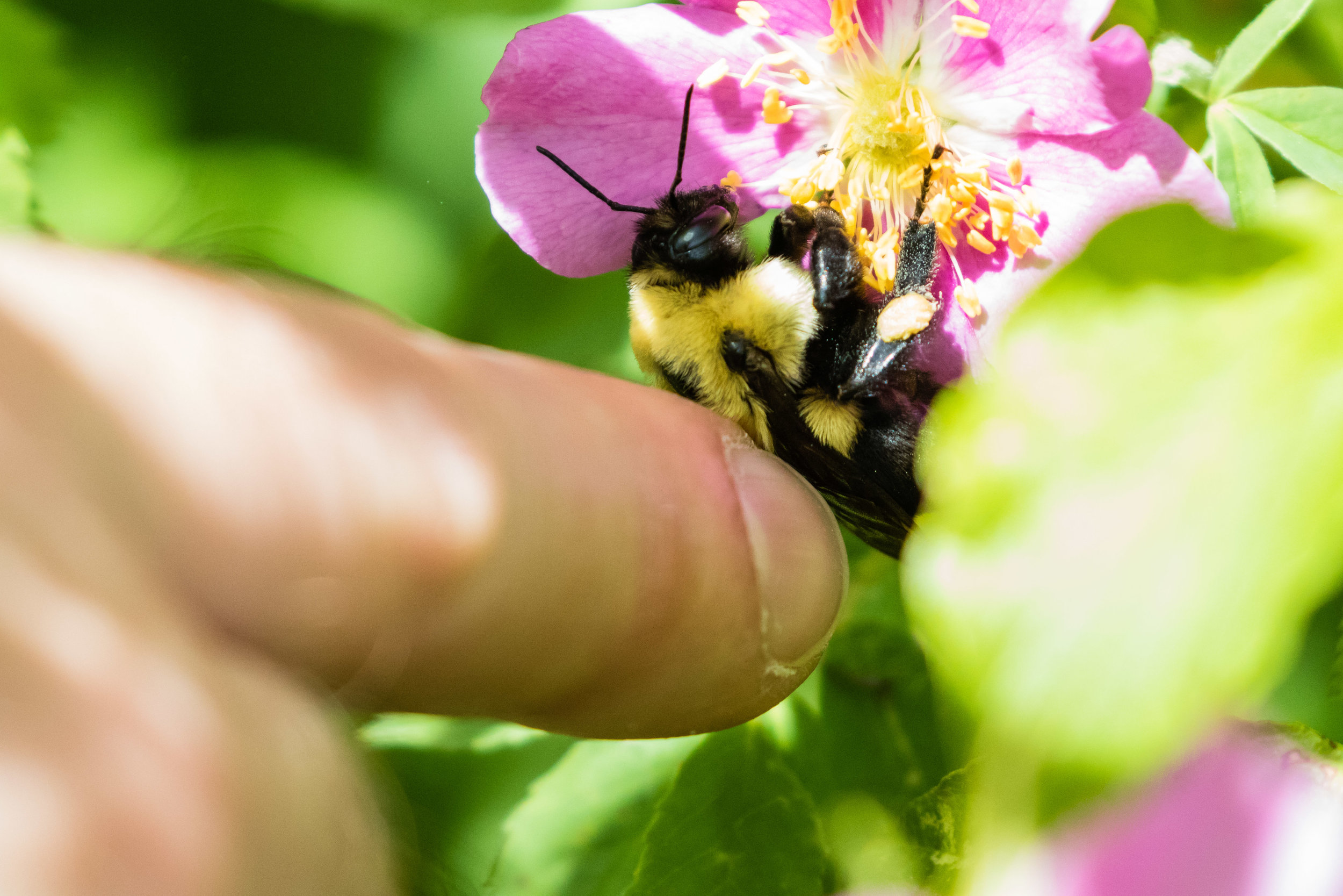Petting a Bumblebee