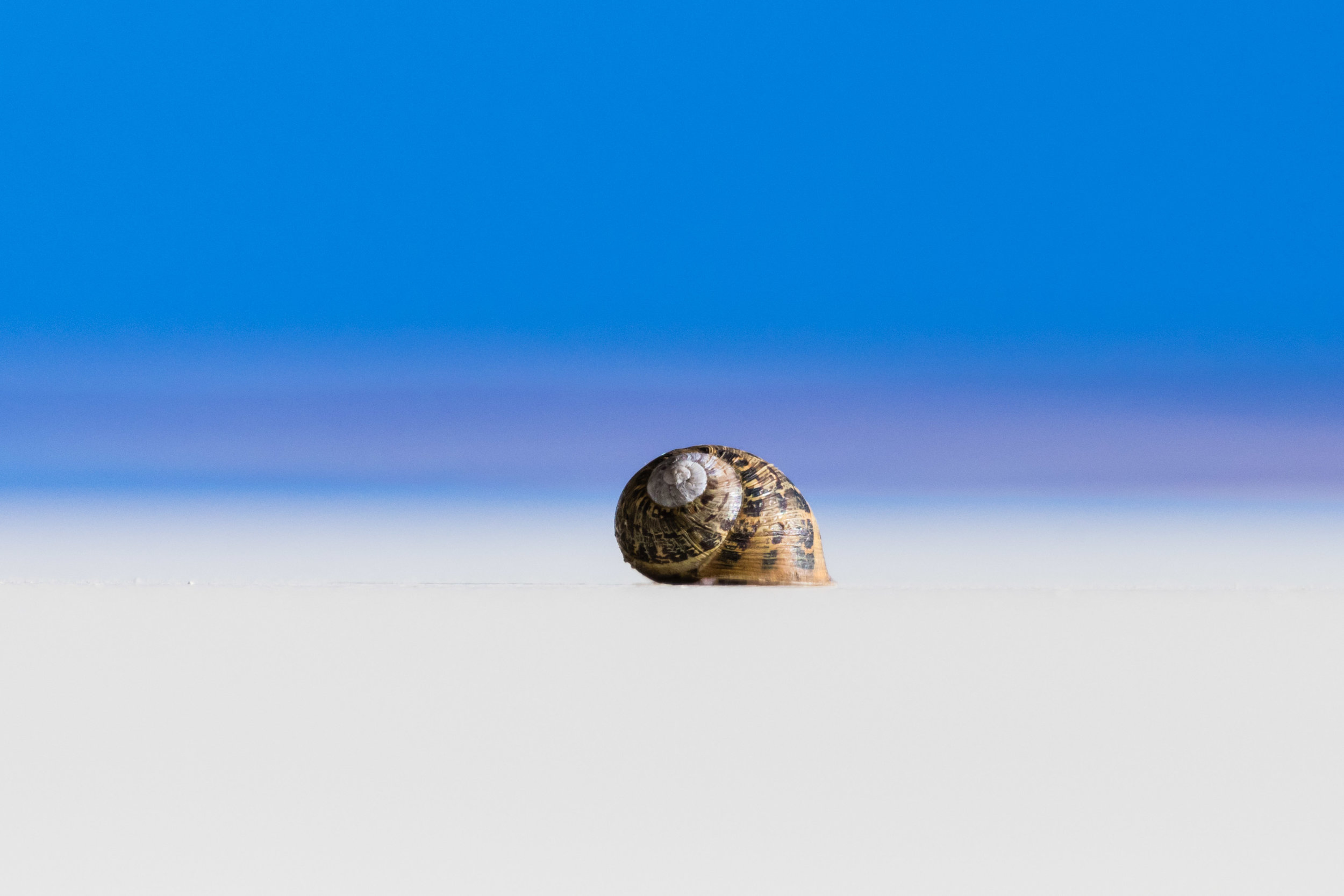 Snail on (...hmmm?).