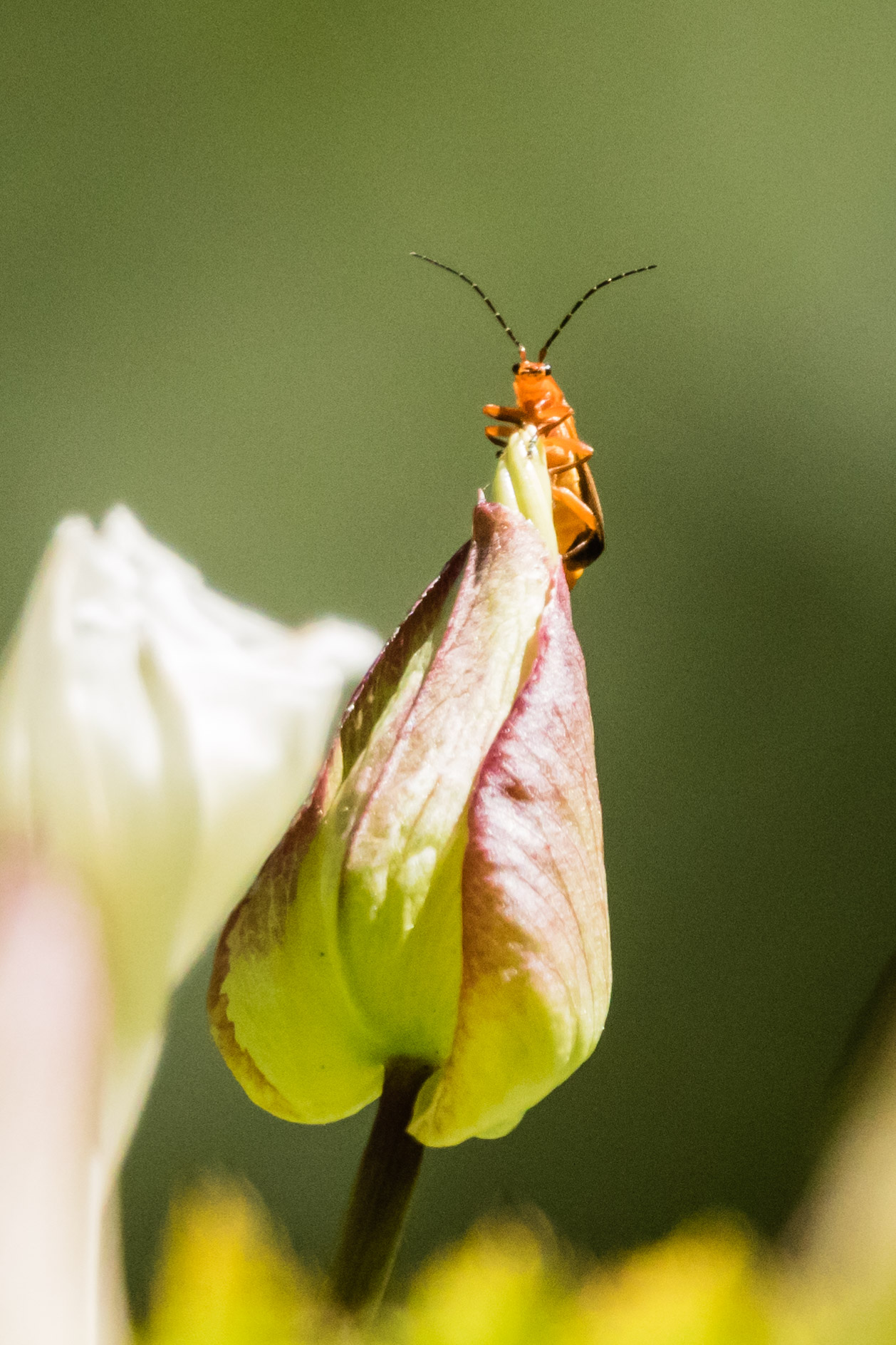 Interesting Bug (Beetle?) on Morning Glory.  Yost Park, Edmonds WA