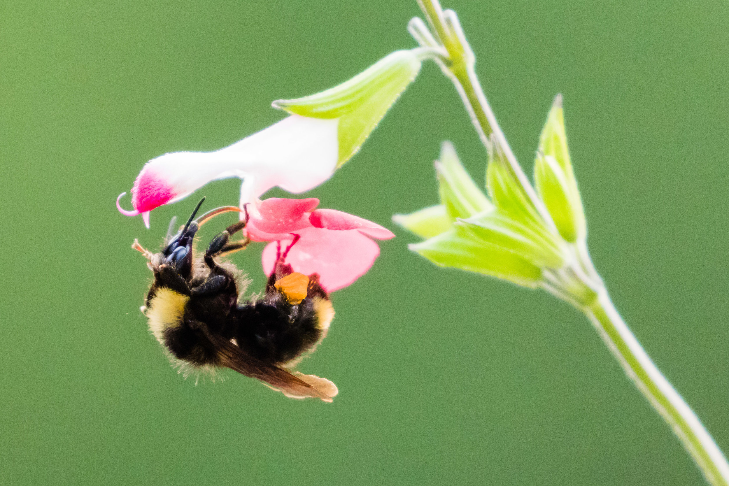 Bumblebee on Hot Lips Salvia
