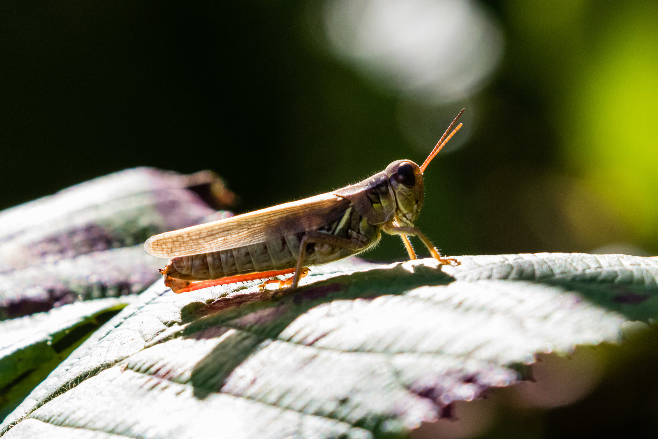 Grasshopper.  Edmonds