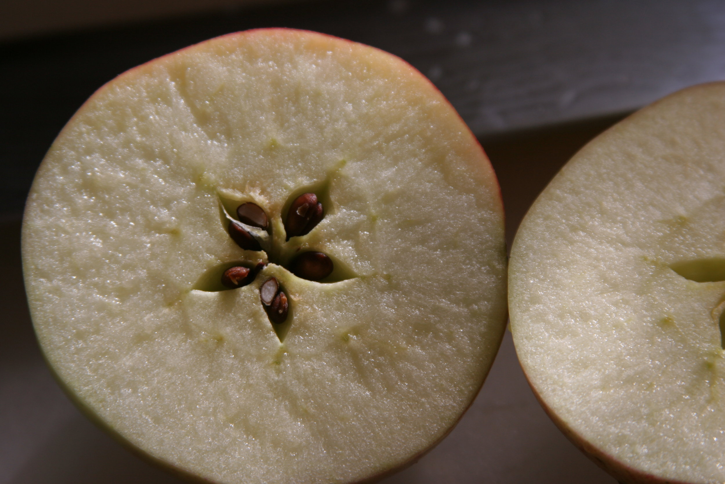 Apples Fresh Off the Tree