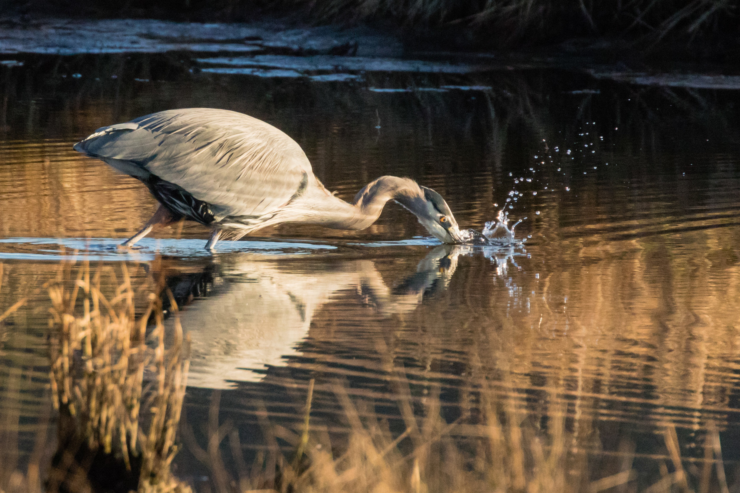 Heron in Afternoon Light II, Edmonds Marsh