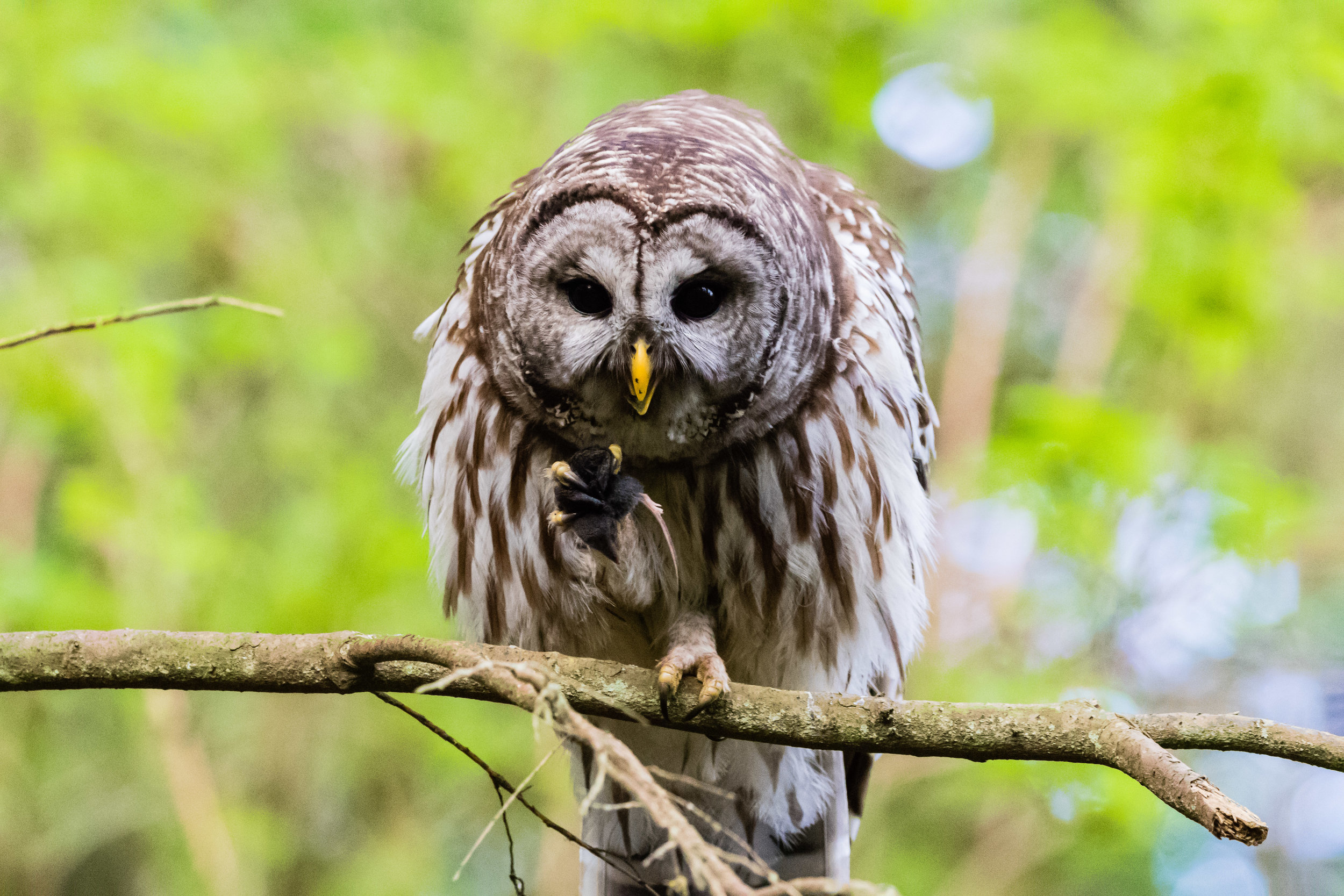 Barred Owl Hunt, Host Park