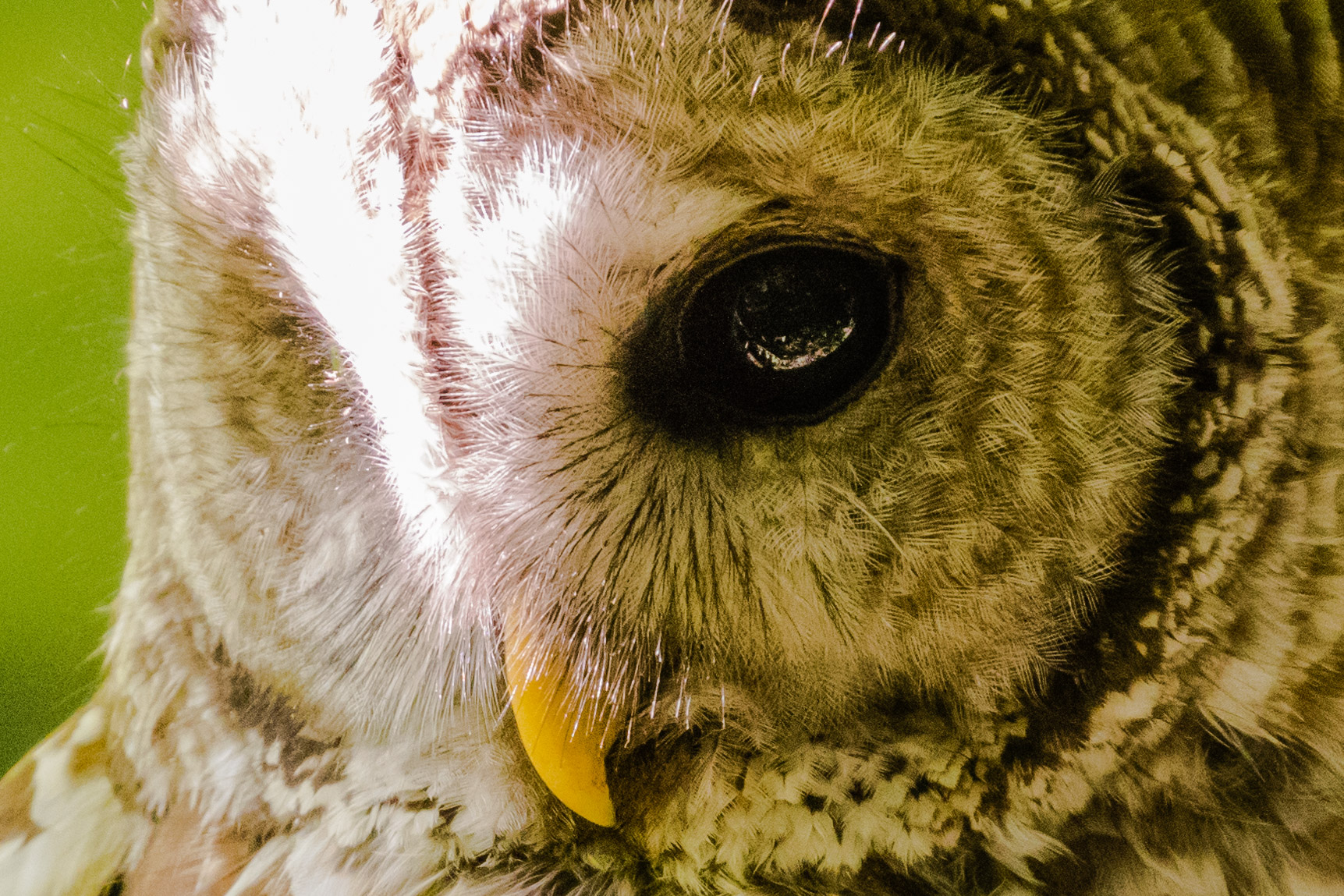 Barred Owl, Yost Park