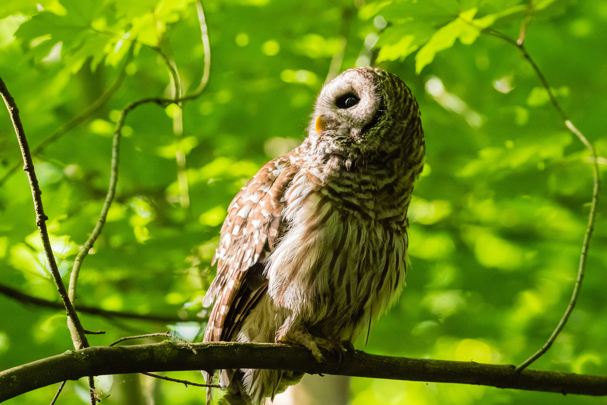 Barred Owl, Yost Park