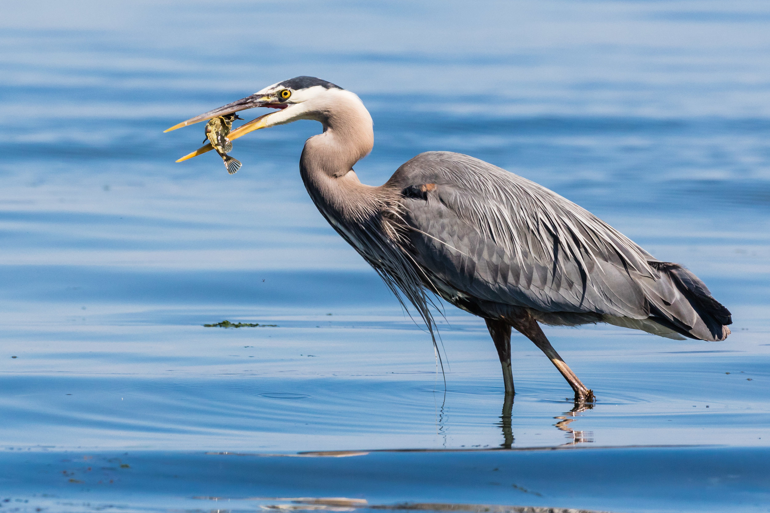 Heron with Fish, part 3