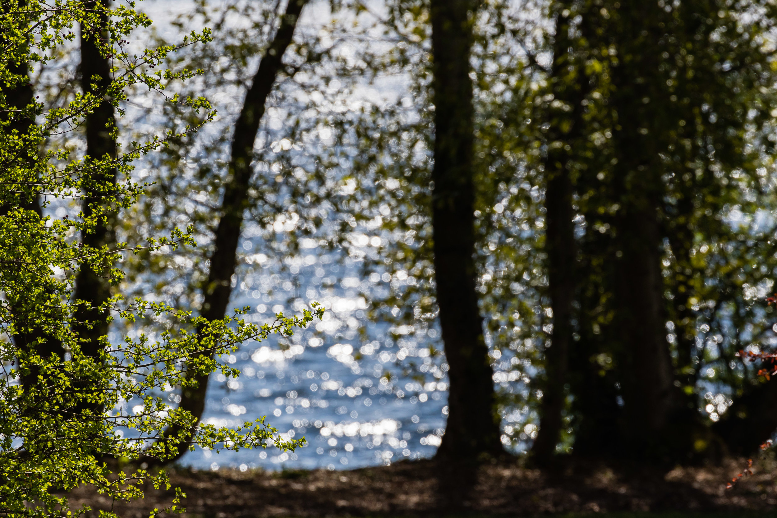 Trees and Lk Washington