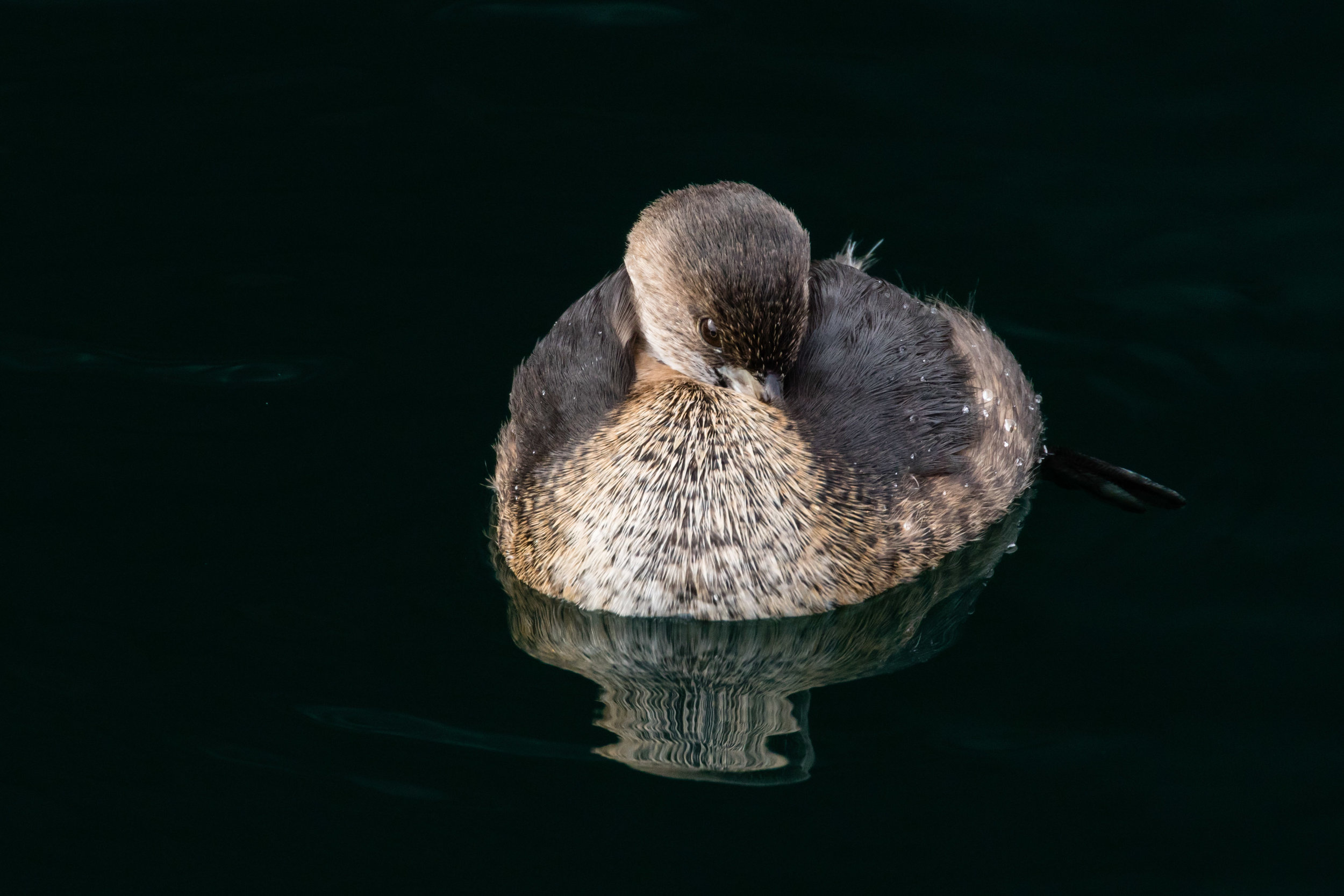 Pied Billed Grebe