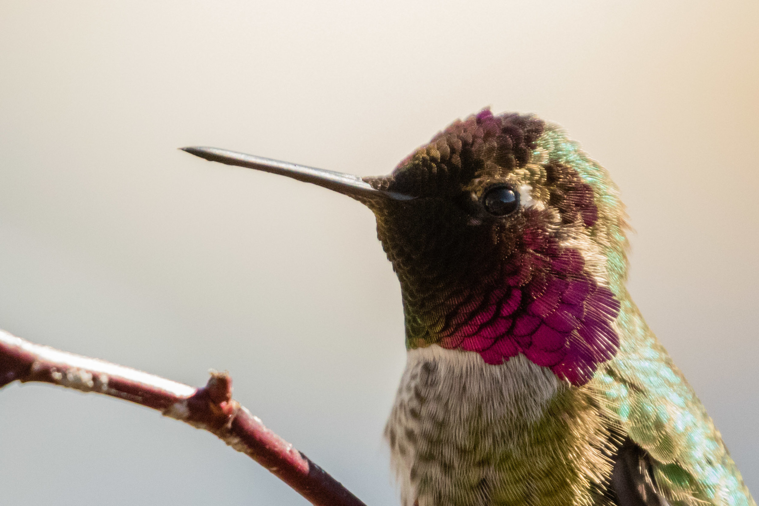 Profile of Anna's Hummingbird