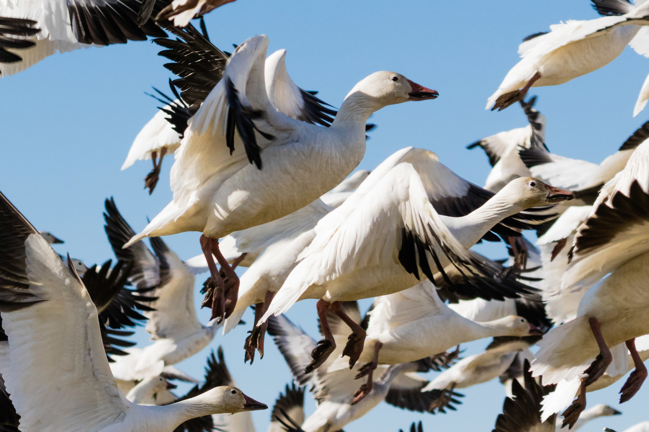 Snow Geese - Take Off!