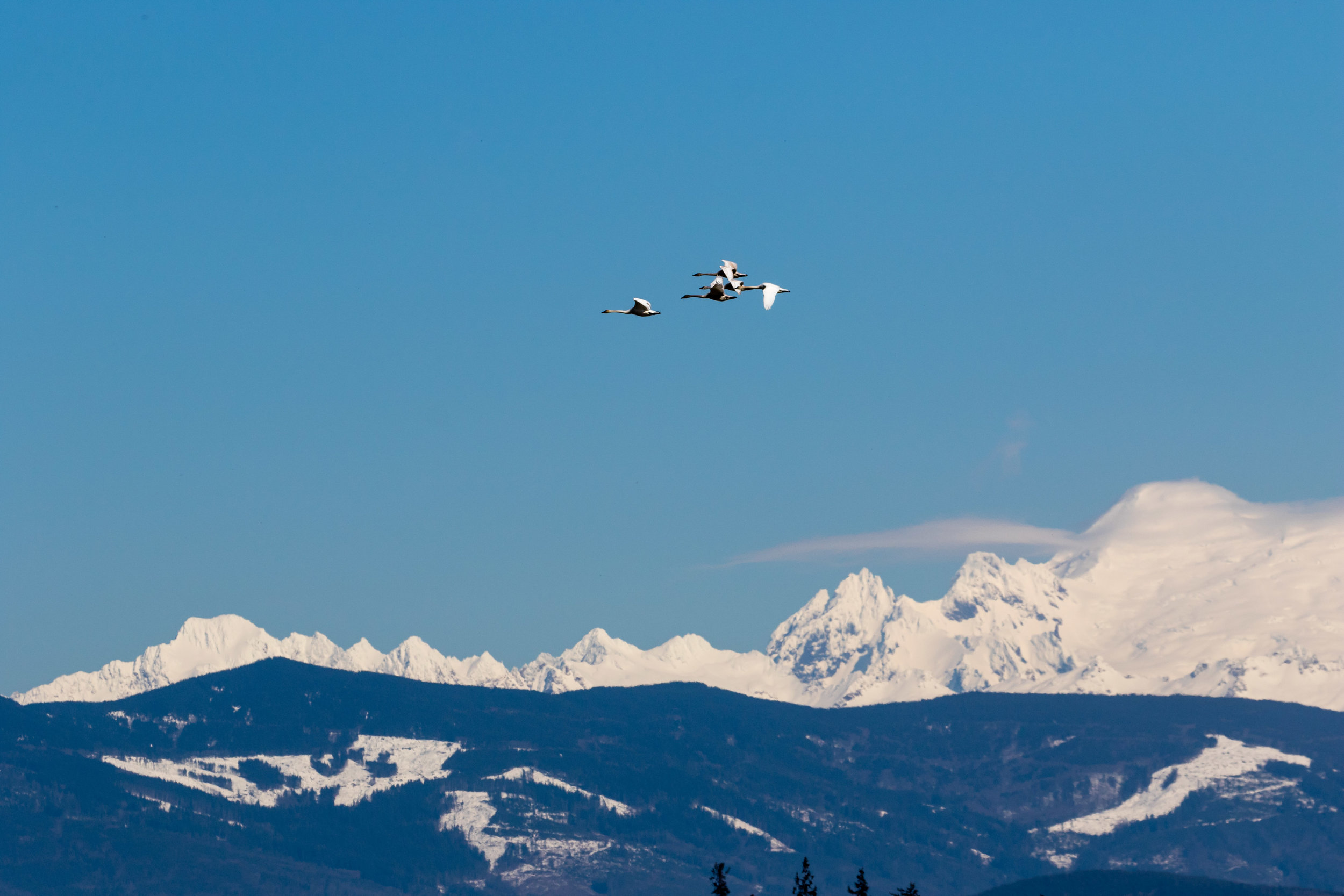 Trumpeter Swans and Mt Baker