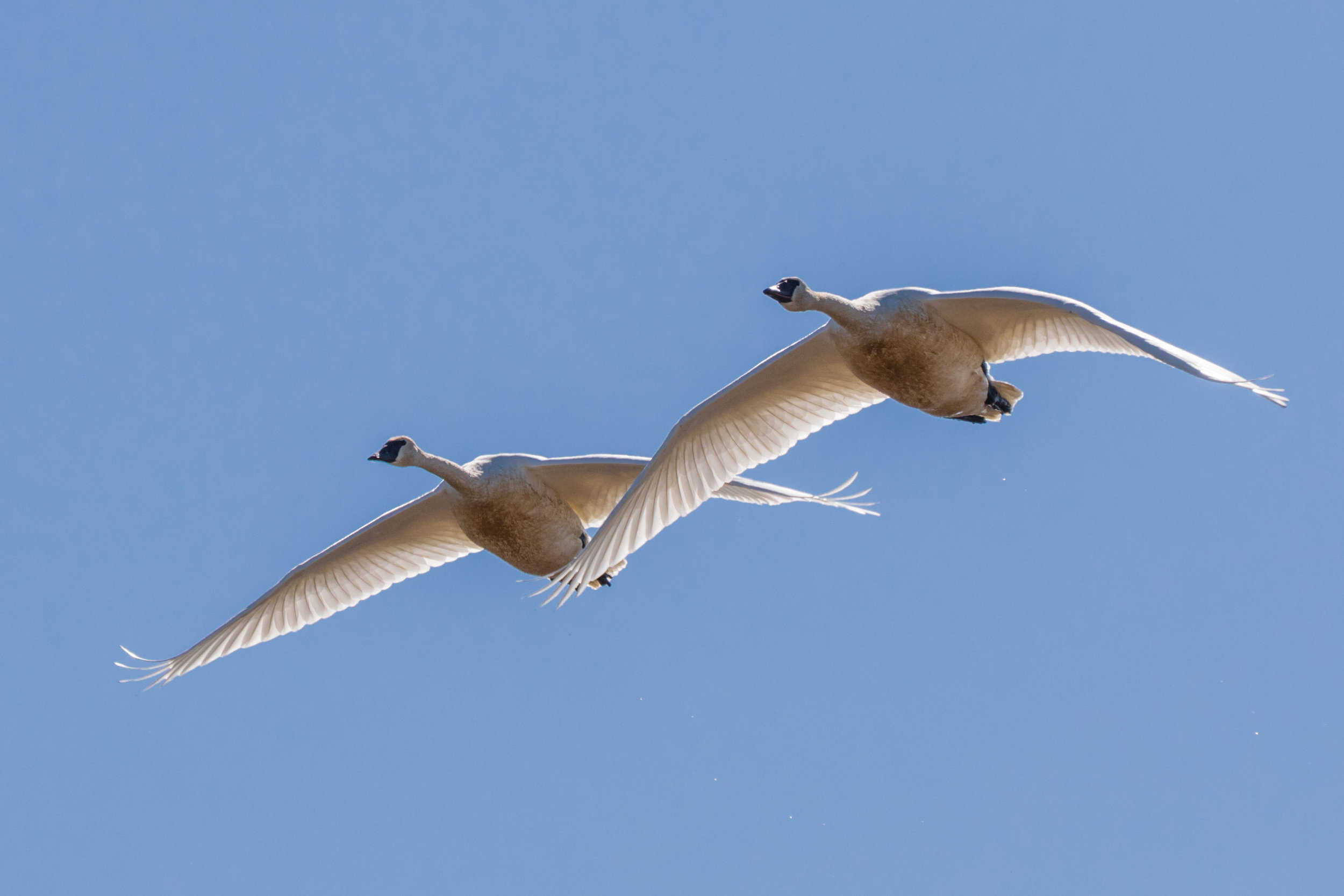 Trumpeter Swans