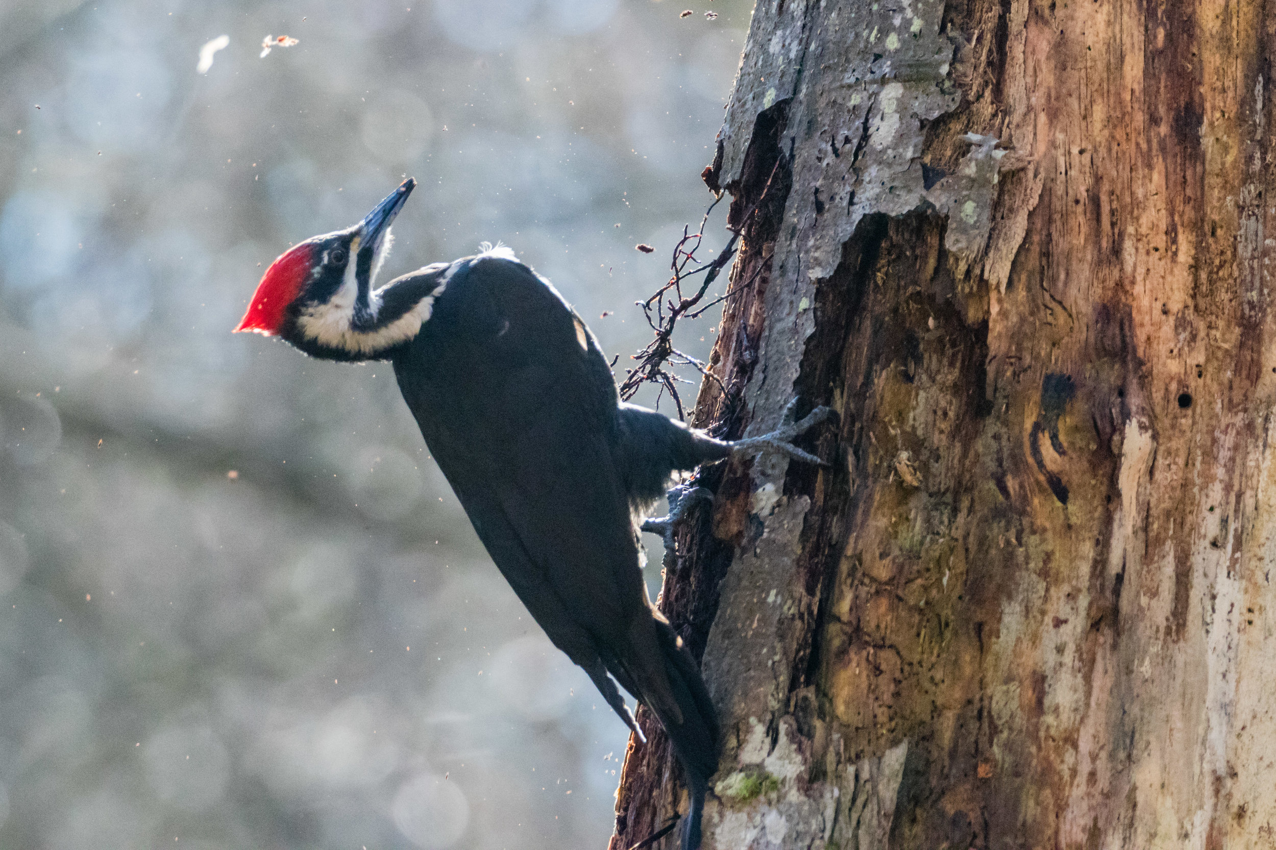 Pileated Woodpecker