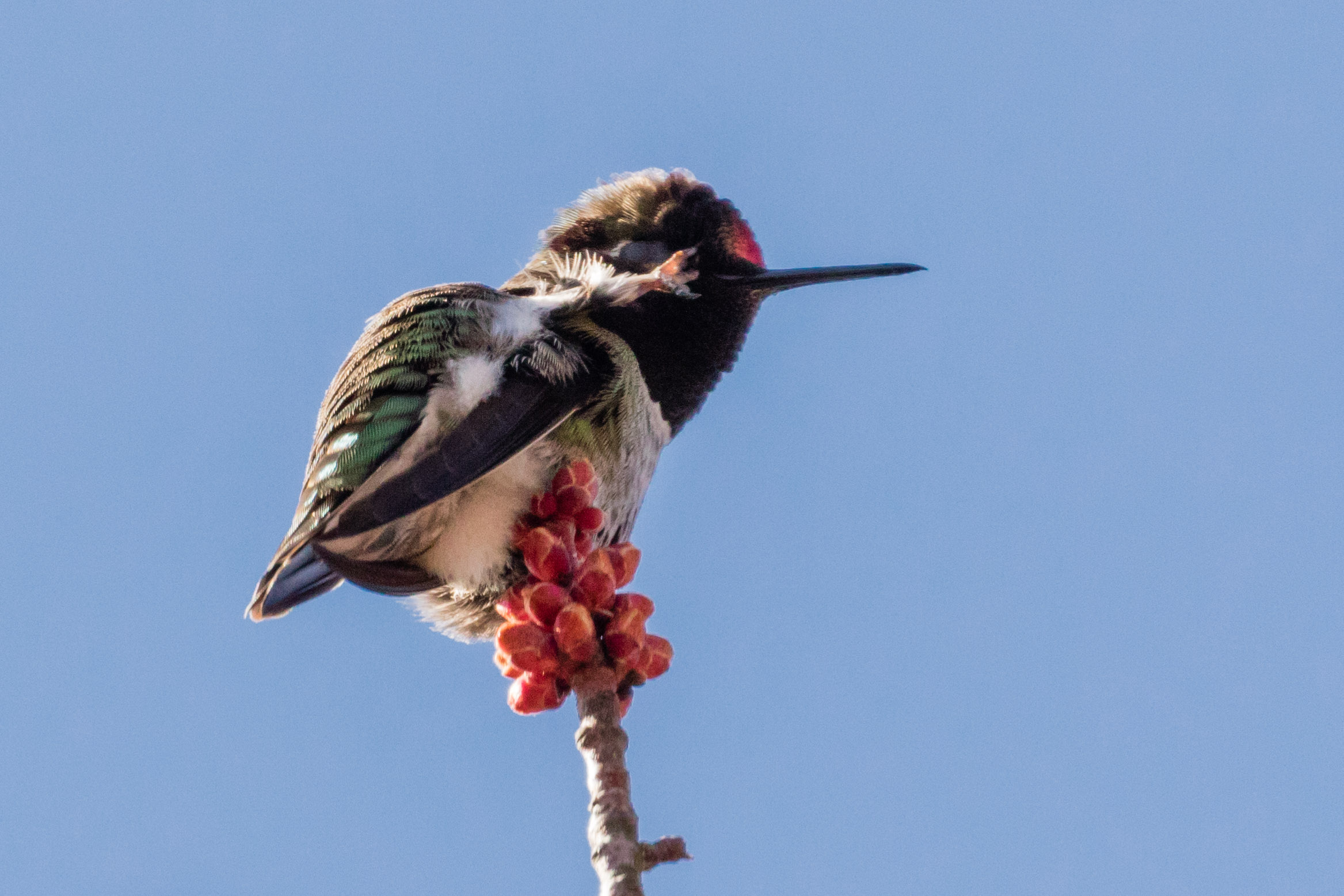 Male Anna's Hummingbird