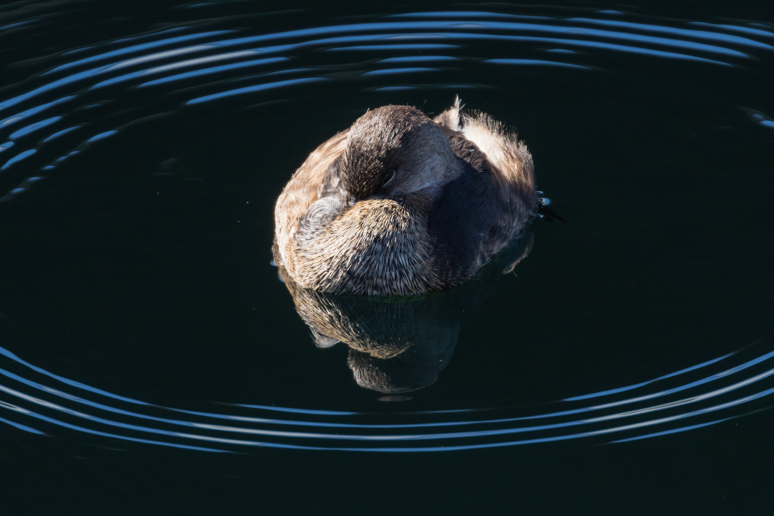 Pied Billed Grebe, Edmonds