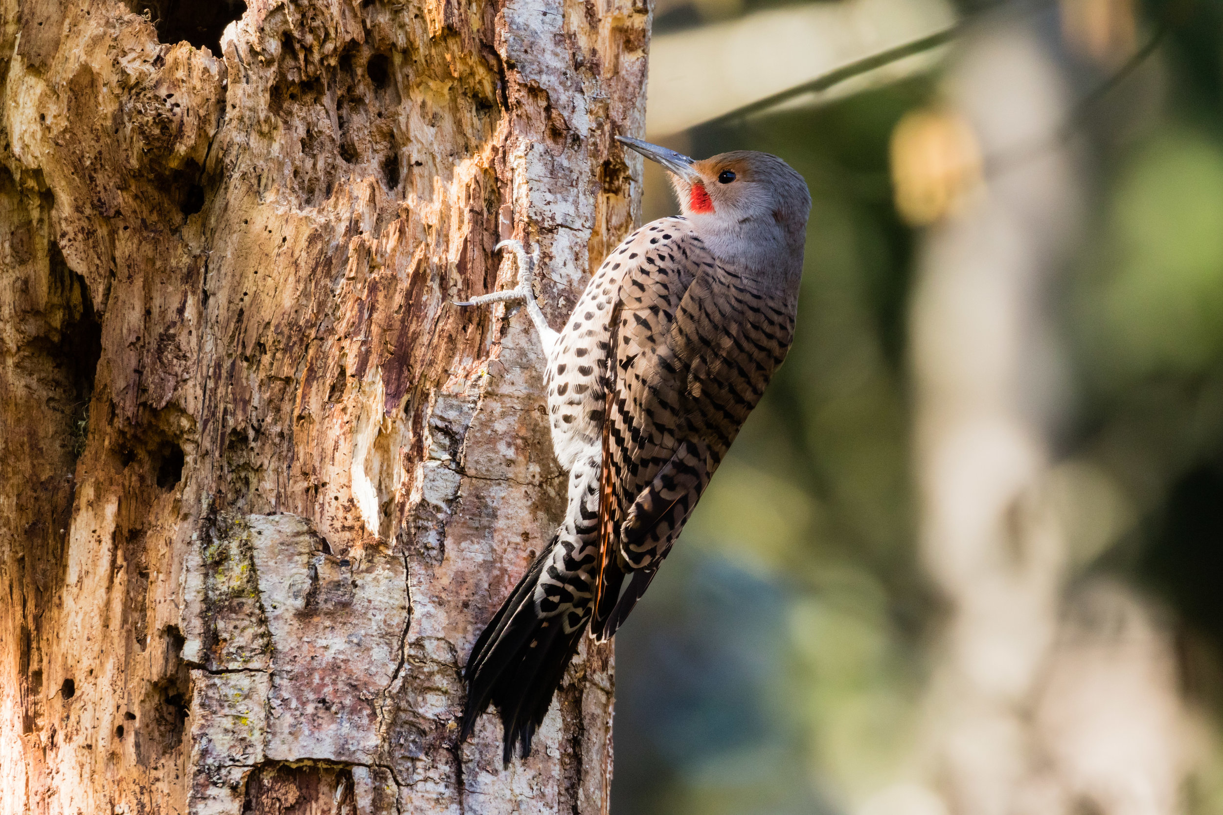 Northern Flicker, Pine Ridge Park